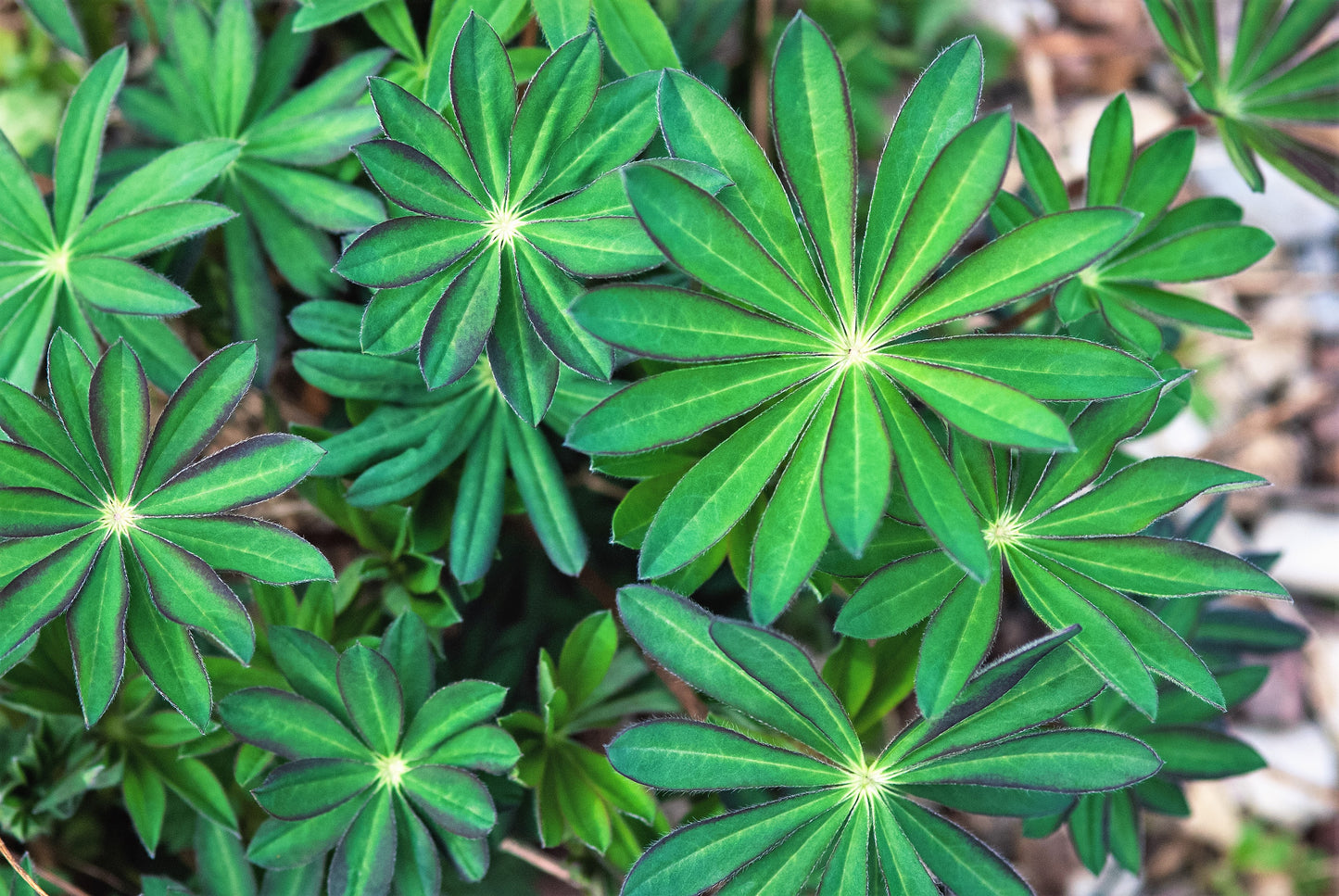 100 PERENNIAL LUPINE Blue Violet Lupinus Perennis Wild Lupine Sundial Purple Native Hummingbird Flower Seeds