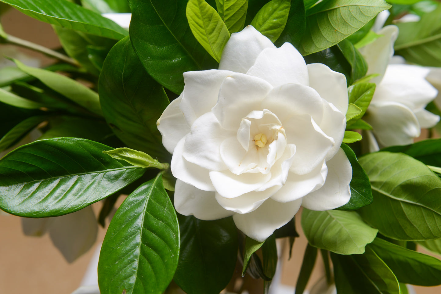 50 GARDENIA Jasminiodes / CAPE JASMINE Fragrant White Shrub Houseplant Flower Seeds