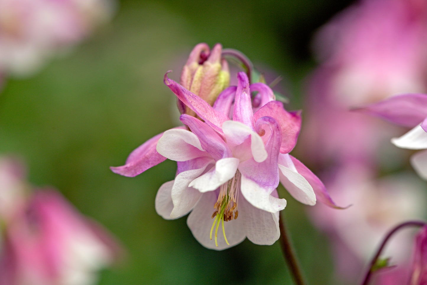 50 ROSE STAR COLUMBINE Aquilegia Caerulea Bicolor Rose Pink & White Flower Seeds