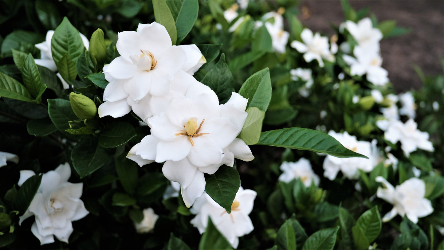 50 GARDENIA Jasminiodes / CAPE JASMINE Fragrant White Shrub Houseplant Flower Seeds