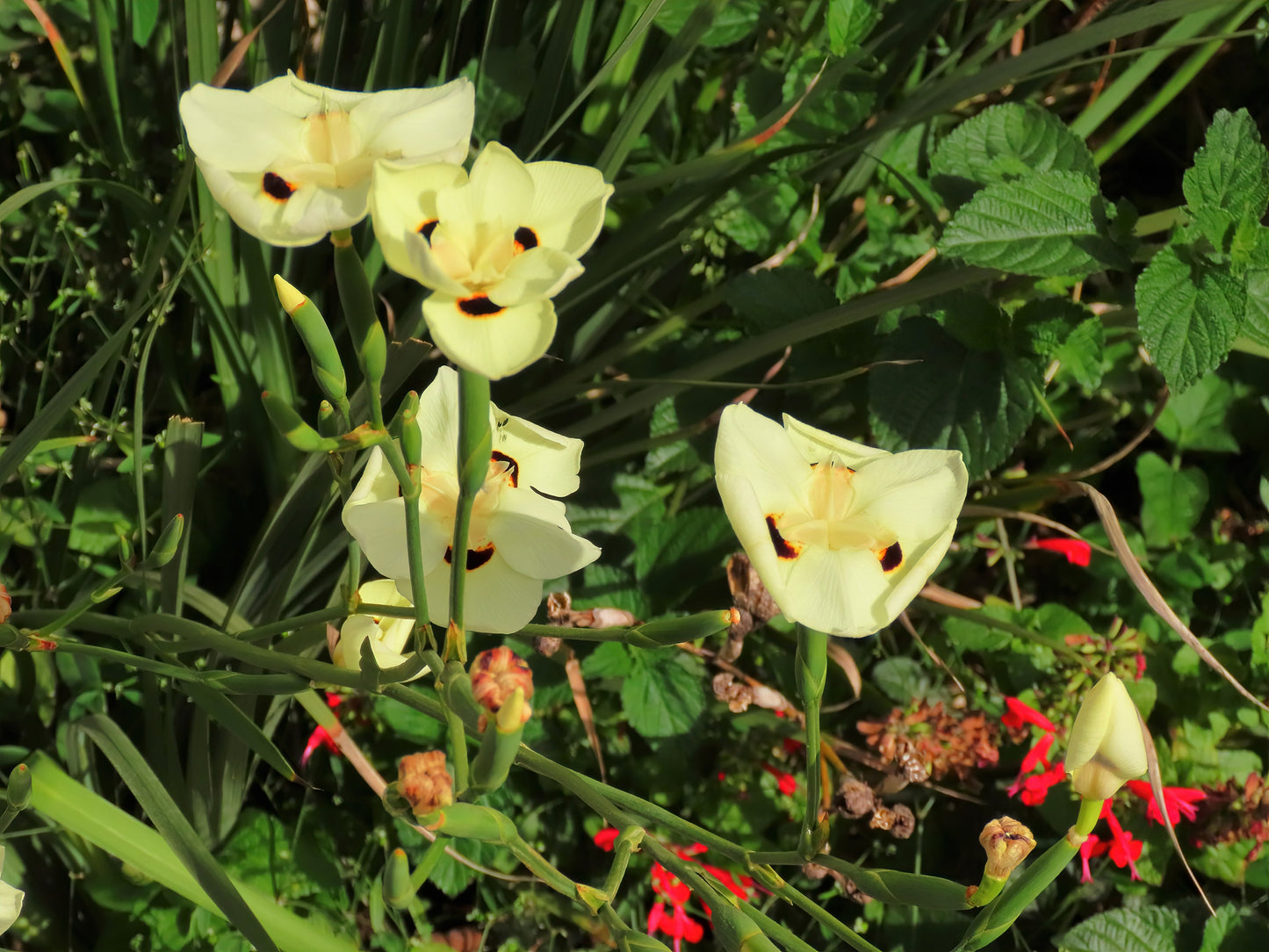 20 YELLOW AFRICAN IRIS Fortnight Lily Dietes Bicolor Butterfly Flag Spanish Peacock Iris Flower Seeds