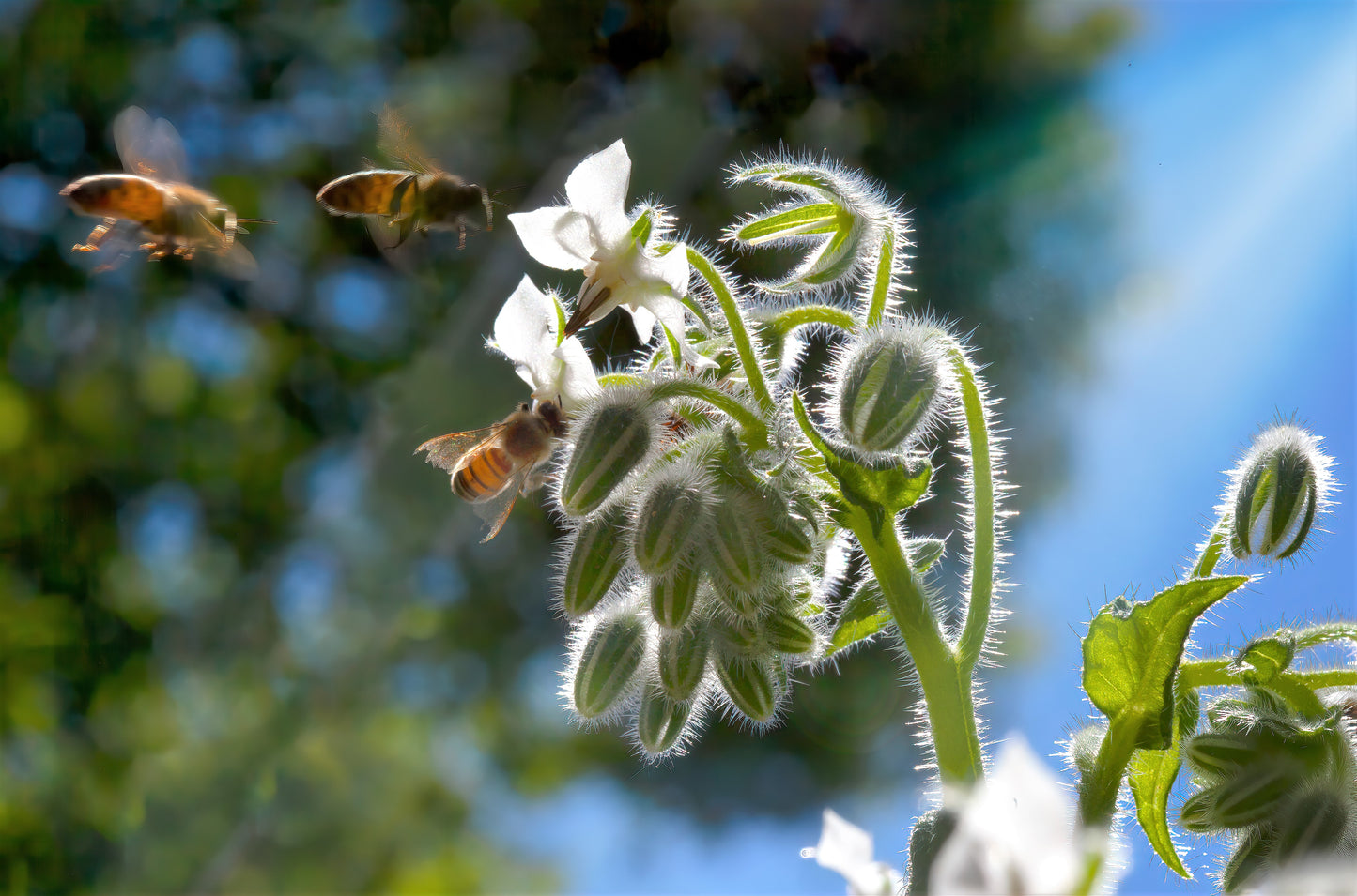 50 WHITE BORAGE Borago Officinalis Bianca Herb Flower Seeds