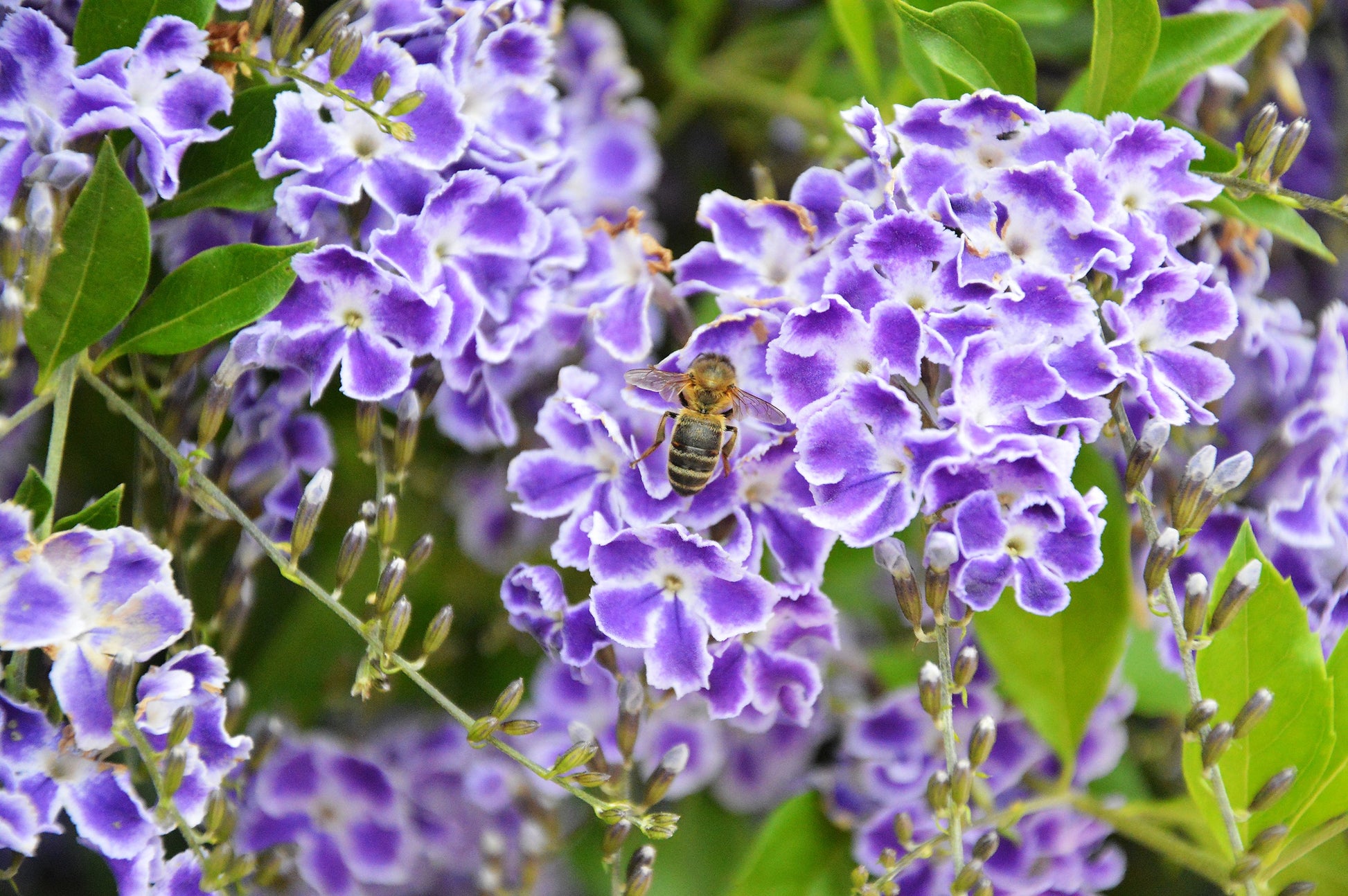 duranta plant seeds 10 GOLDEN DEWDROP Duranta Erecta Repens Golden Foliage Blue Violet Purple White Flower Orange Ornamental Berry Shrub Seeds