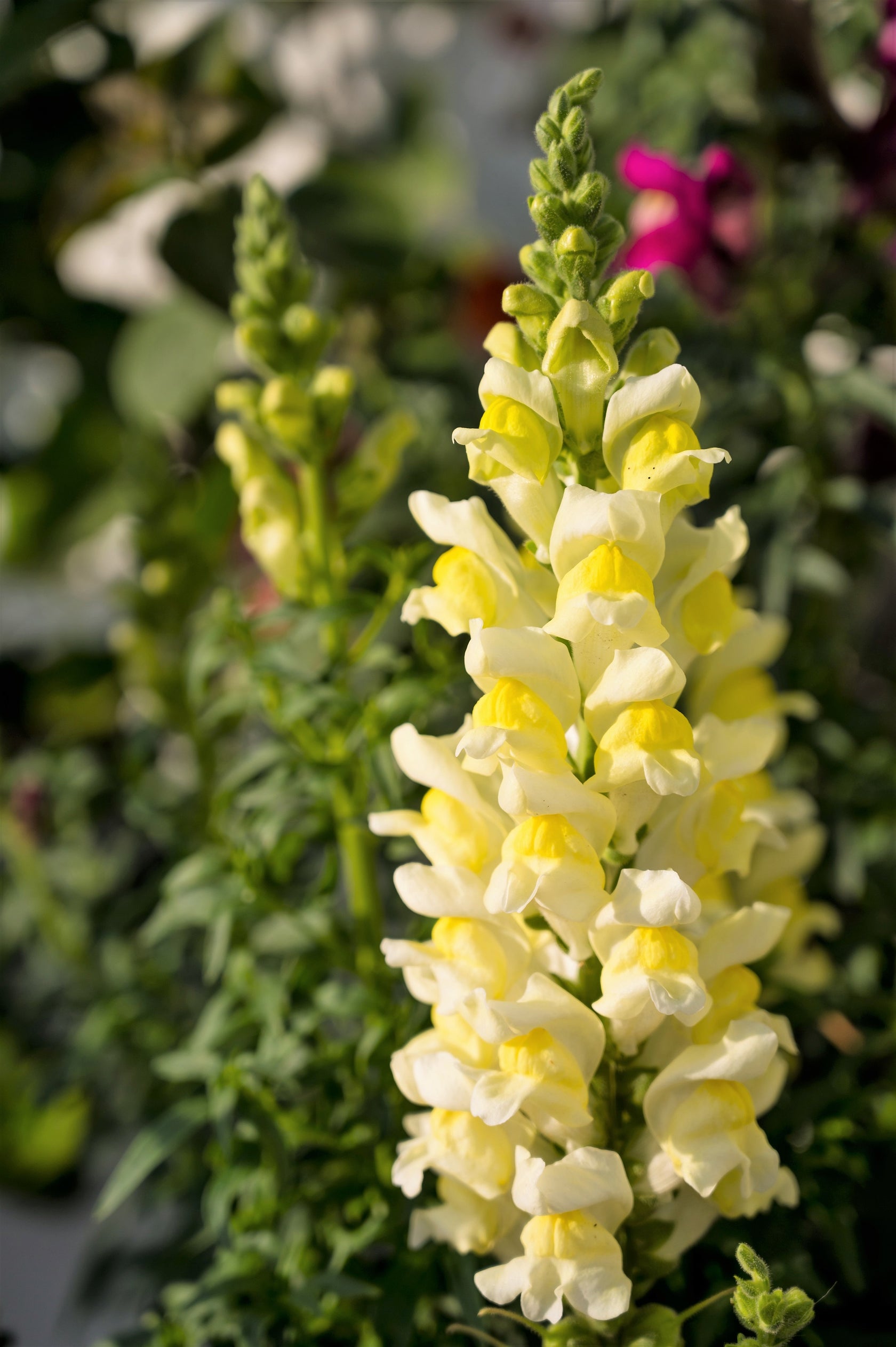 500 BUTTER & EGGS TOADFLAX Linaria Vulgaris Wild Snapdragon Bicolor Ye