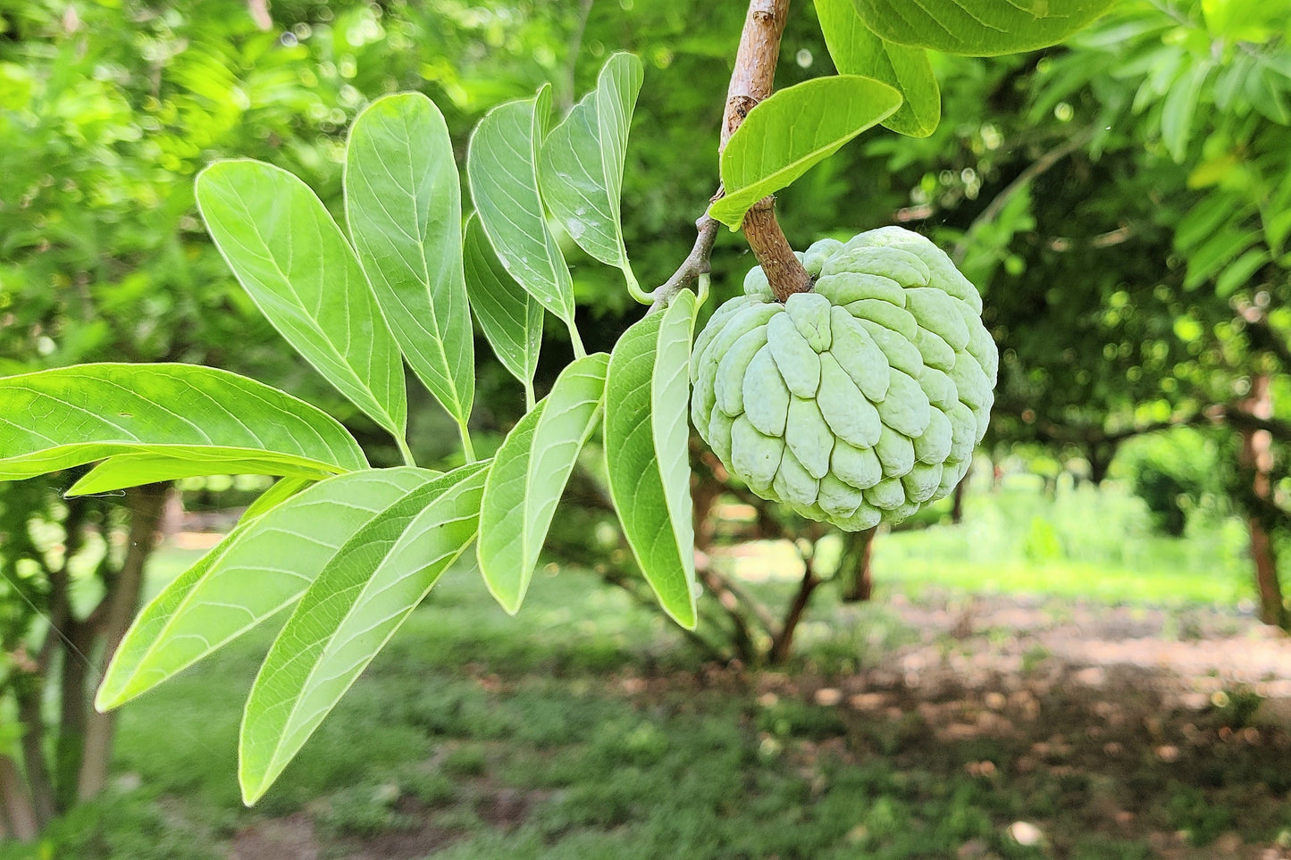 15 SUGAR APPLE Sweetsop Custard Apple Annona Squamosa Sweet Delicious Edible Fruit Tree Seeds