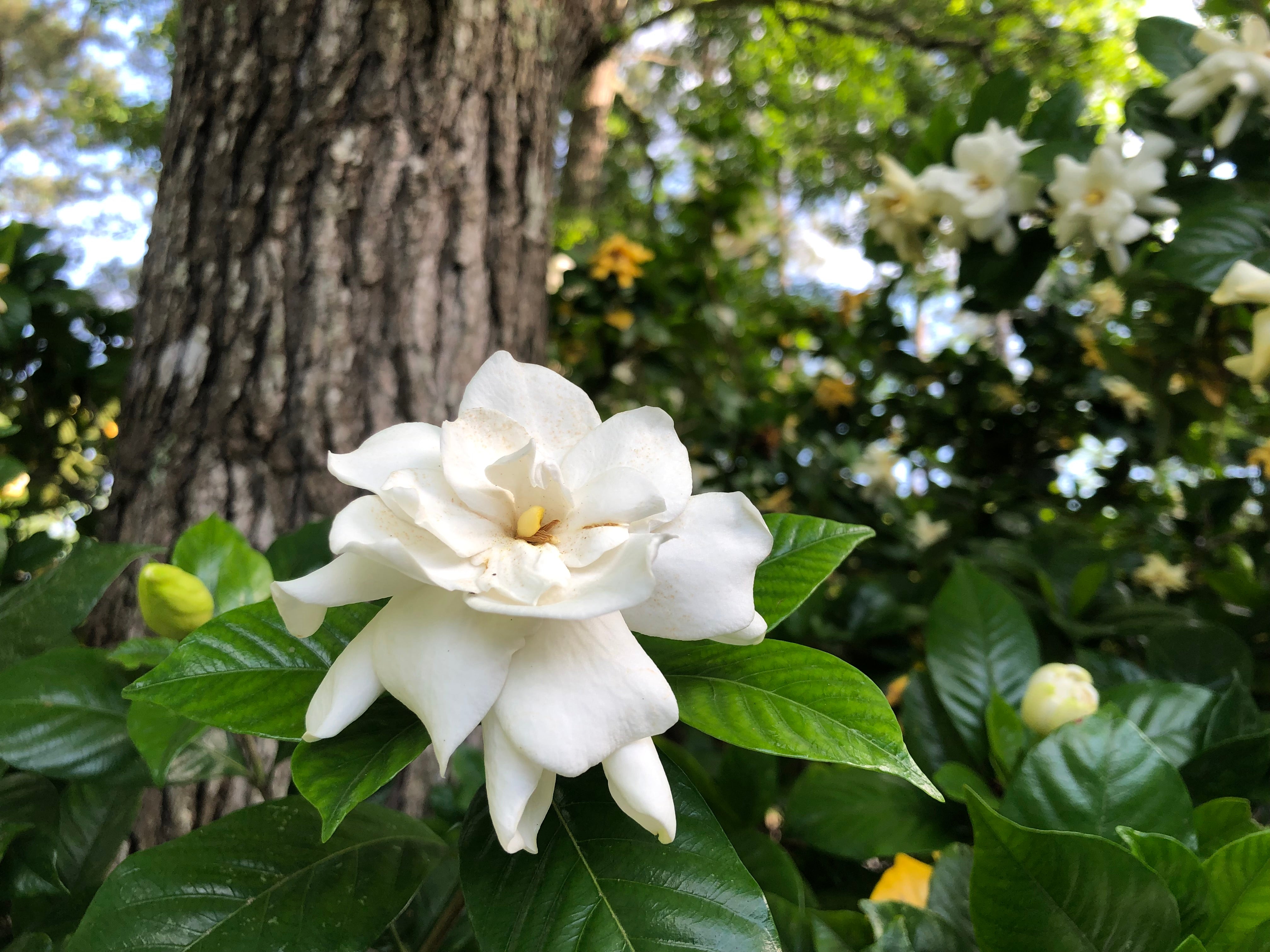 White gardenia on sale