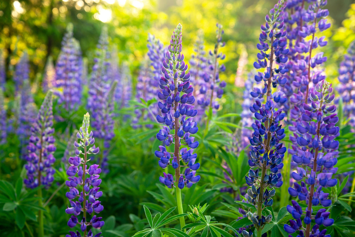 100 PERENNIAL LUPINE Blue Violet Lupinus Perennis Wild Lupine Sundial Purple Native Hummingbird Flower Seeds