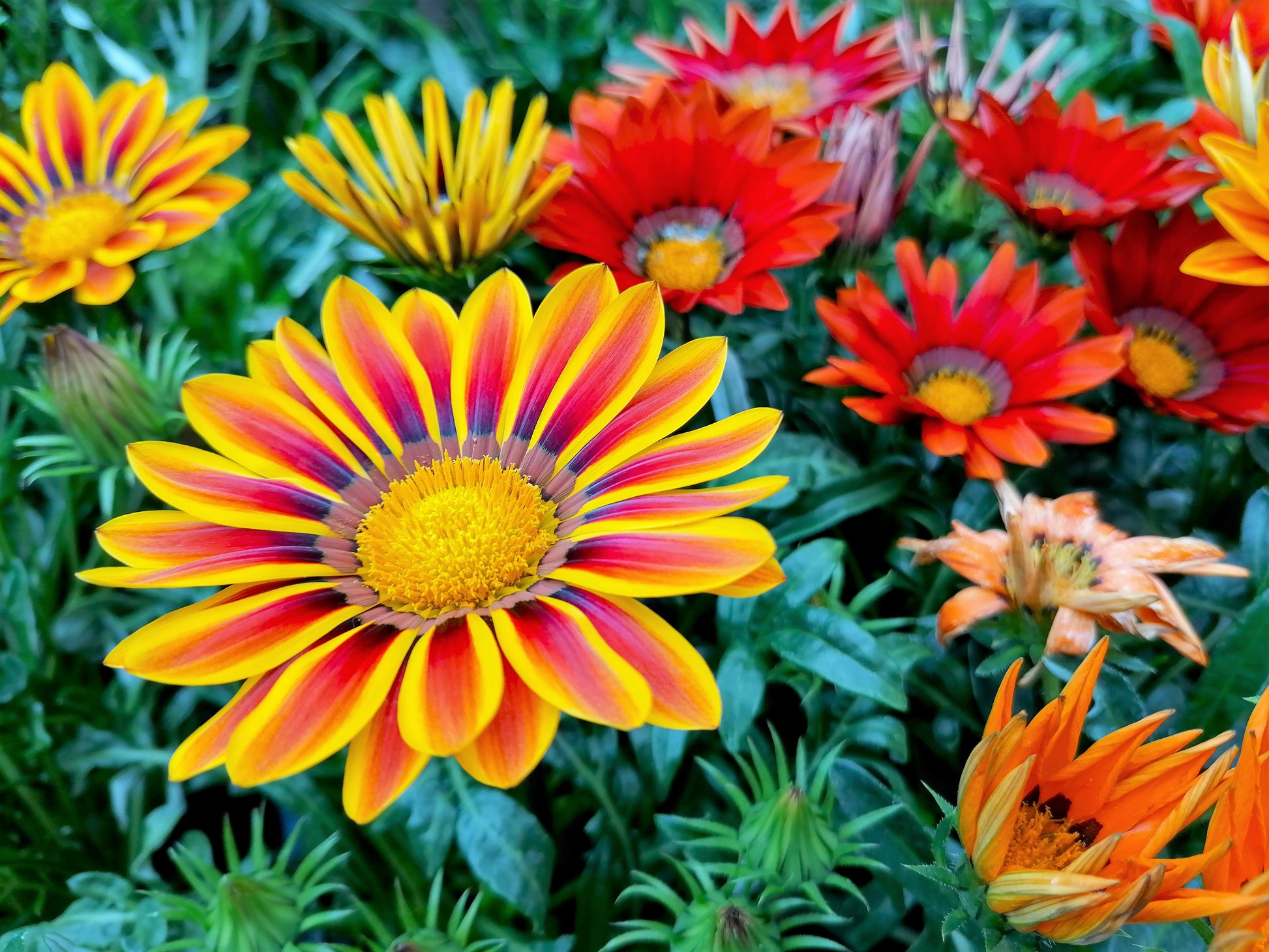treasure flower seeds 30 Mixed Colors GAZANIA Rigens Treasure Flower Seeds
