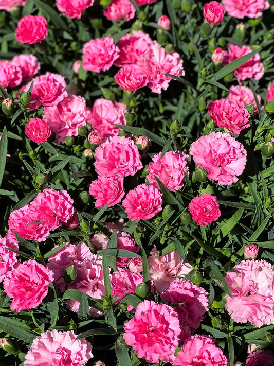 50 PINK ROSE CARNATION Dianthus Caryophyllus Grenadin Double Flower Seeds