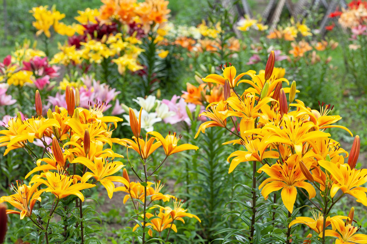 15 WESTERN HYBRIDS LILY Tiger, Leopard, Lemon, Alpine, Kellogg - Mixed Colors Pink, Red, Yellow, Orange - Native Lilium Flower Seeds