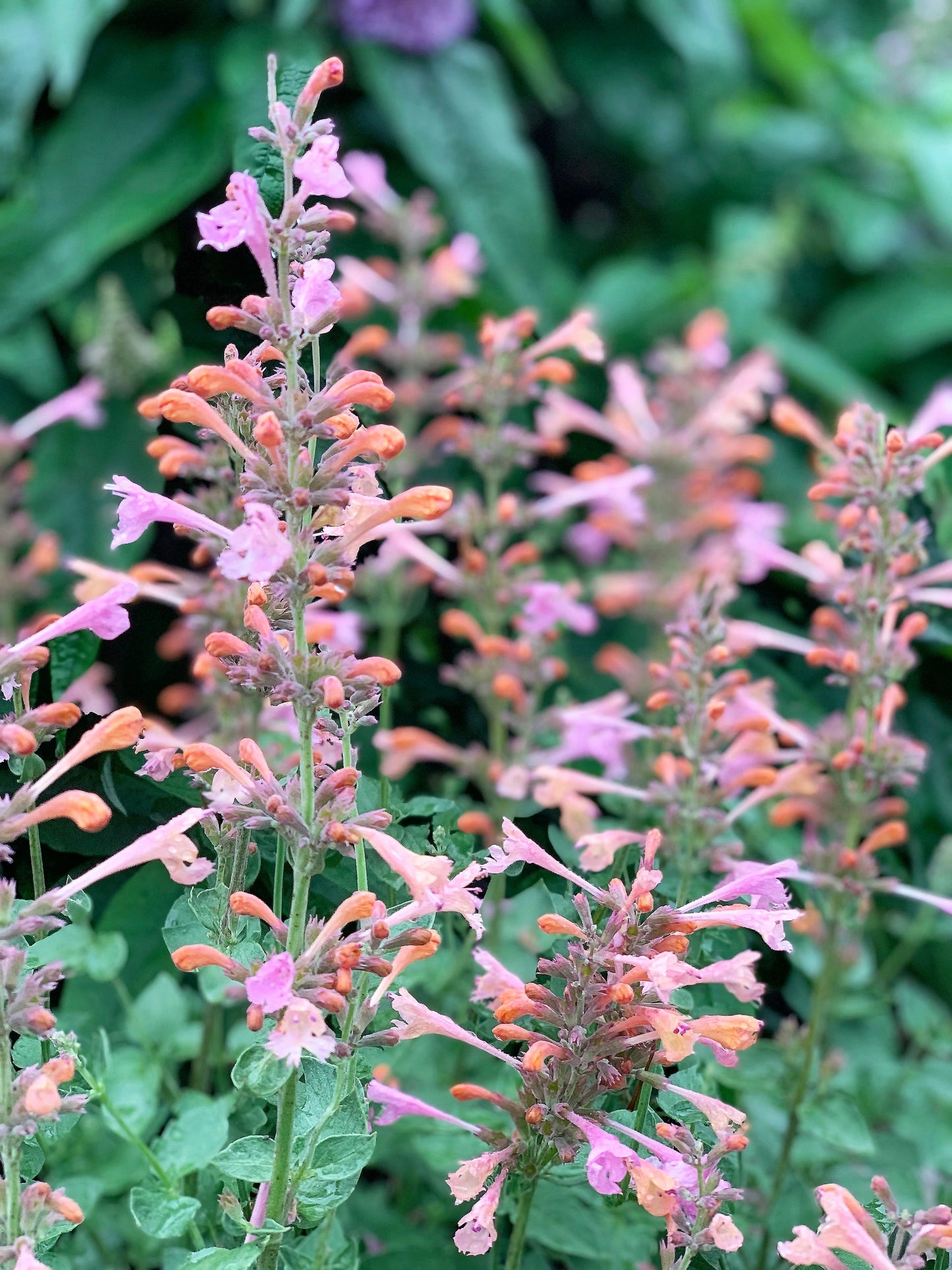 30 MIXED COLORS AGASTACHE Aurantiaca Cana Hummingbird Mint Hyssop Flower Seeds