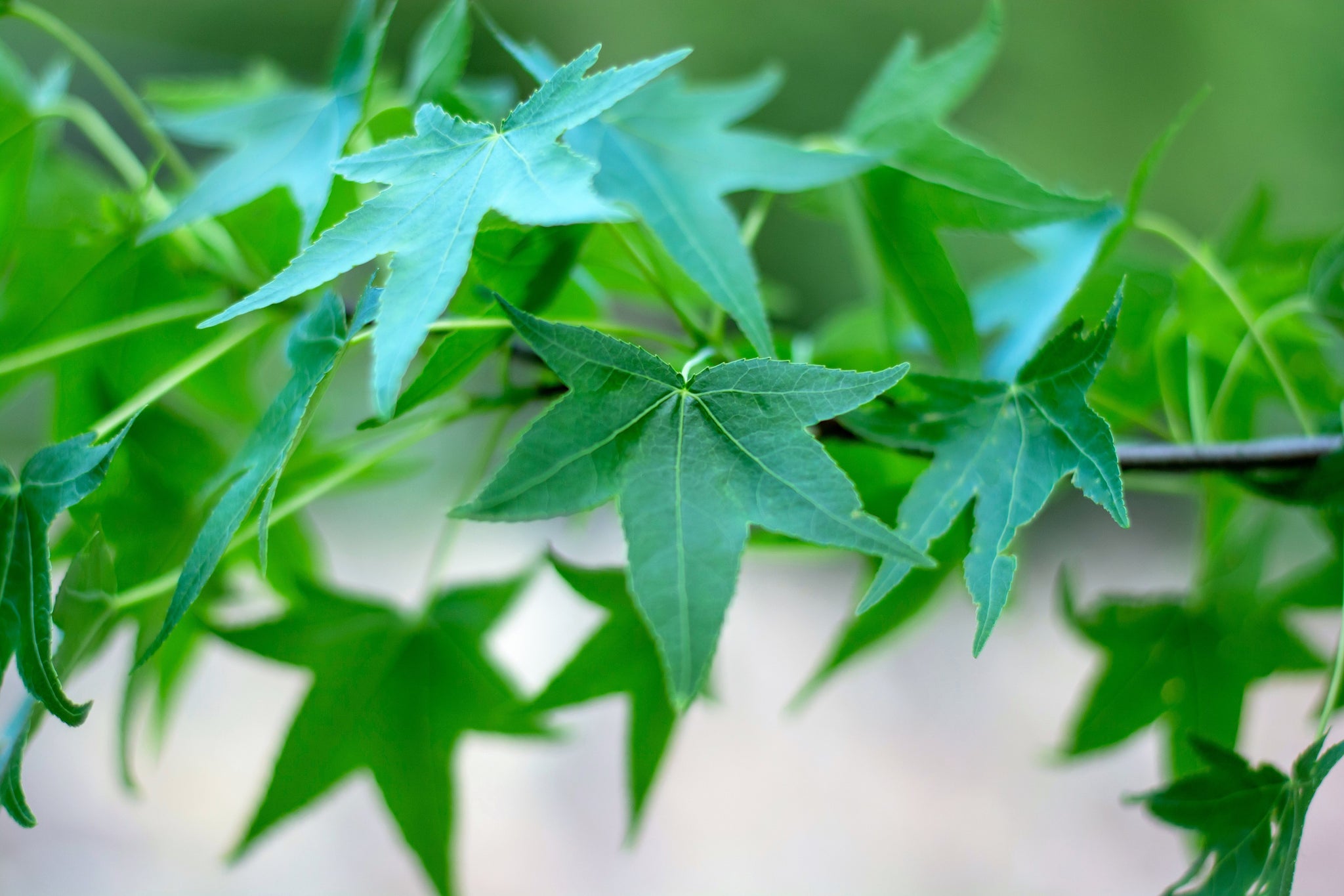 50 AMERICAN SWEETGUM Liquidambar Styraciflua Storax Alligator Sweet Gu ...