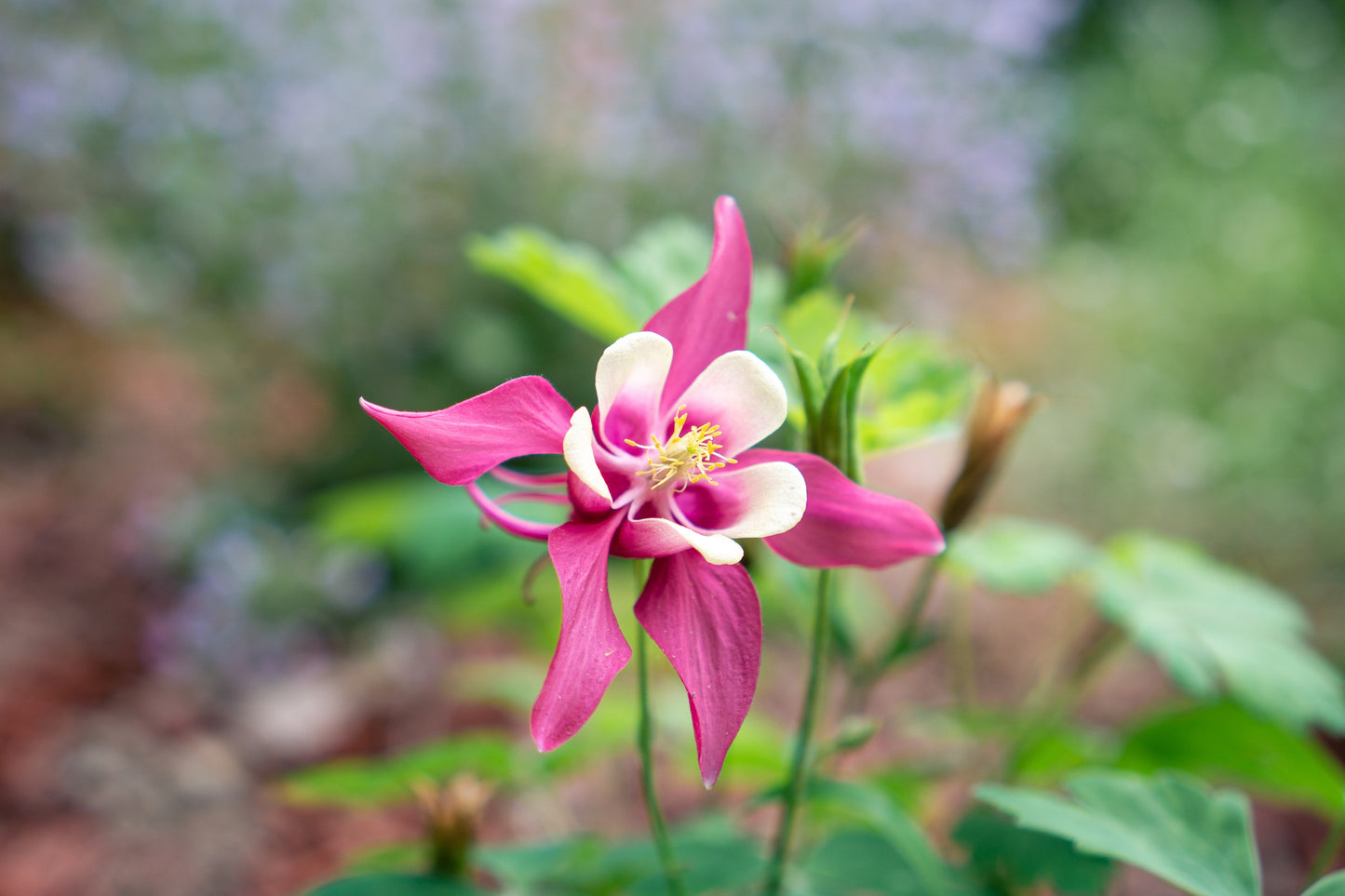 50 ROSE STAR COLUMBINE Aquilegia Caerulea Bicolor Rose Pink & White Flower Seeds