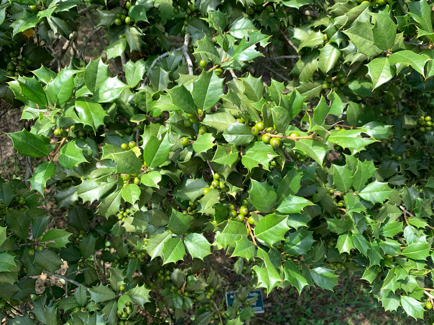 40 AMERICAN HOLLY Ilex Opaca Tree Shrub Evergreen Red Berry Seeds - aka White Holly, Prickly Holly, Christmas Holly, Yule Holly