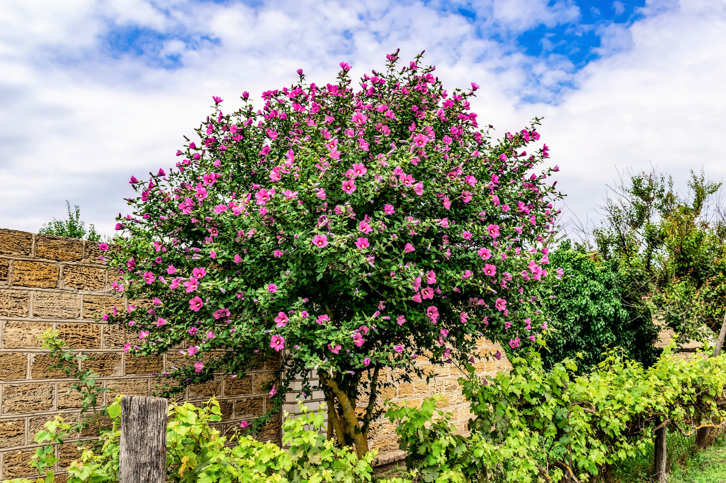 25 Dark Pink ROSE Of SHARON HIBISCUS Syriacus Flower Tree Bush Seeds
