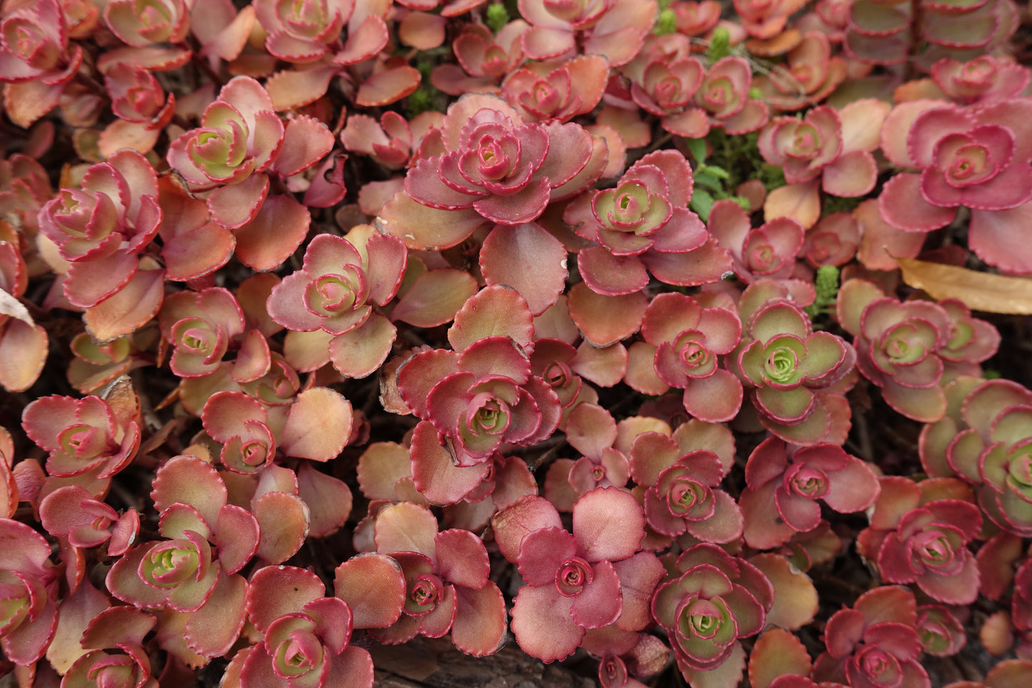 150 MIXED SEDUM Stonecrop Succulent Groundcover Red White Yellow Pink Purple Flower Seeds