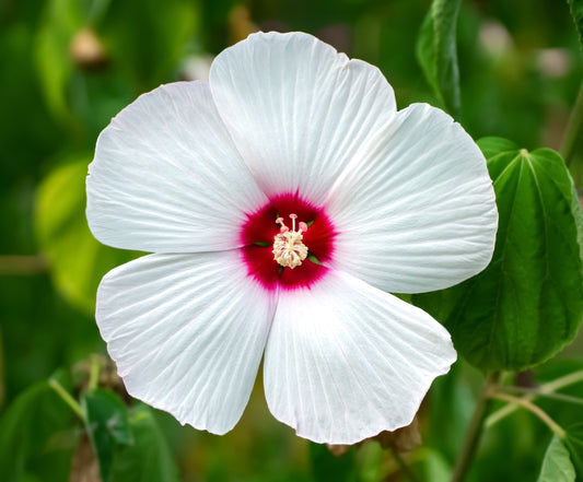 25 Luna WHITE HARDY HIBISCUS Hibiscus Moscheutos Flower Seeds