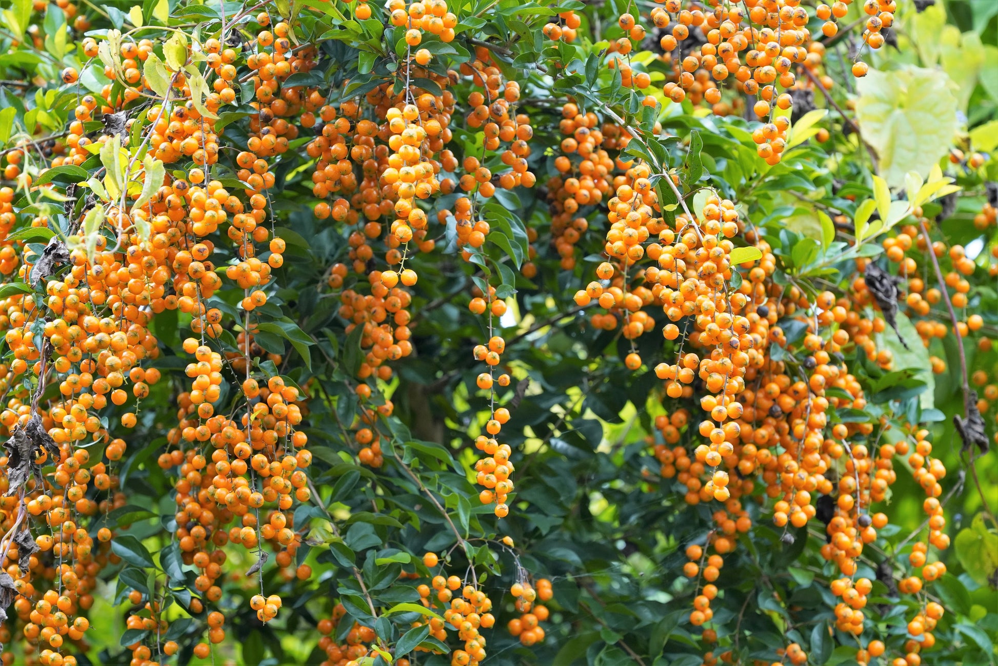 duranta plant seeds 10 GOLDEN DEWDROP Duranta Erecta Repens Golden Foliage Blue Violet Purple White Flower Orange Ornamental Berry Shrub Seeds