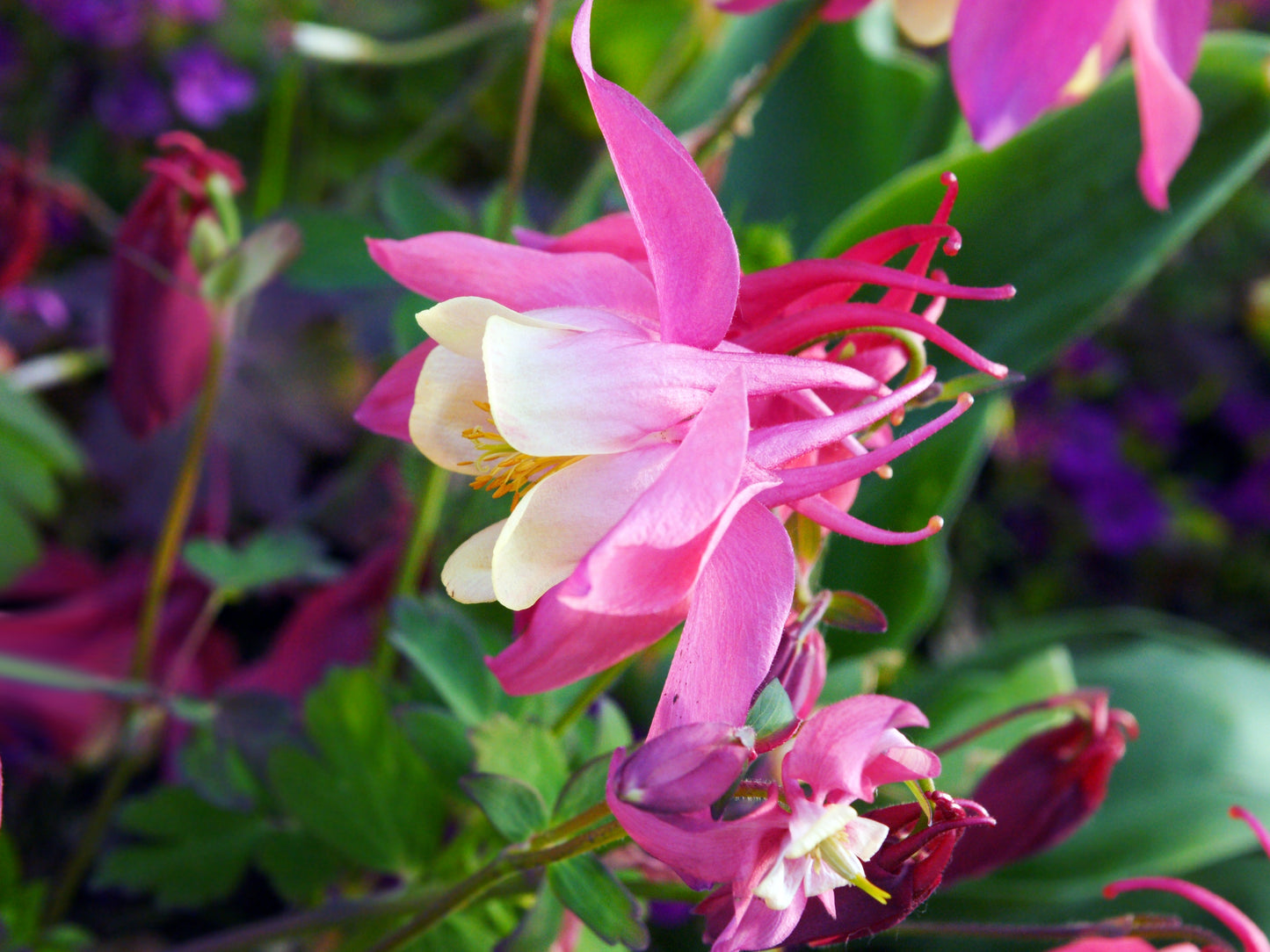 50 ROSE STAR COLUMBINE Aquilegia Caerulea Bicolor Rose Pink & White Flower Seeds