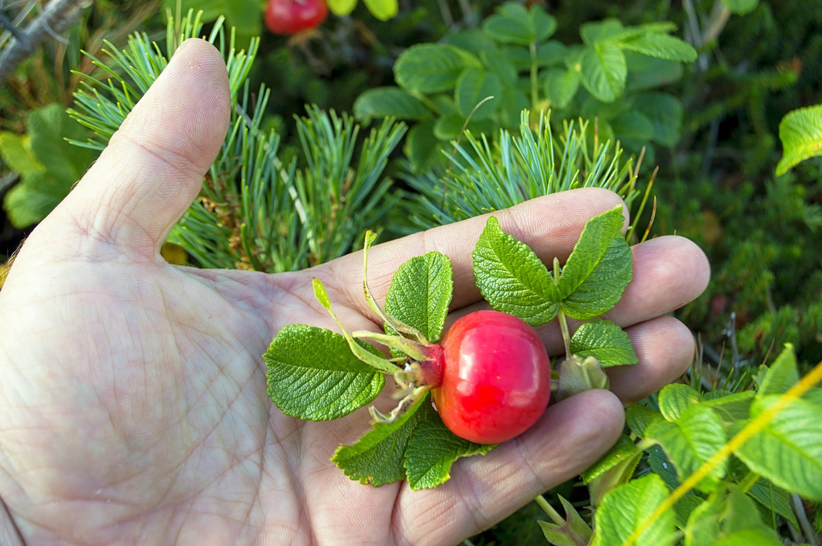 50 Pink BEACH ROSE aka Seaside or Sand Rose, Beach Tomato Rosa Rugosa ...