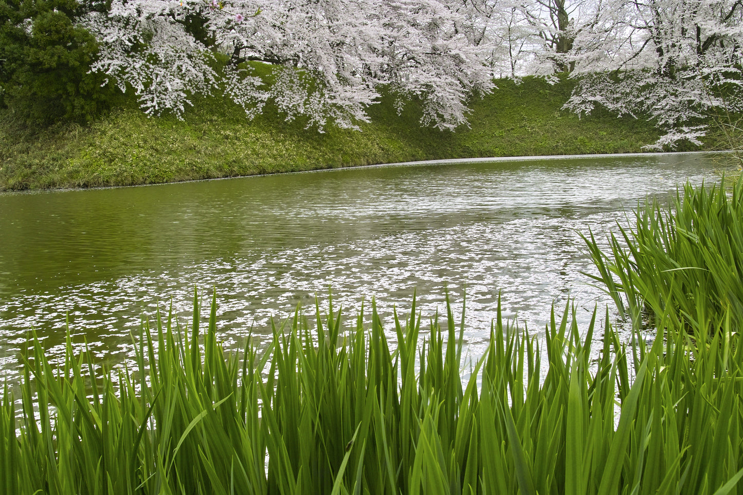 250 SWEET FLAG GRASS Wetland Pond Acorus Calamus Ornamental Seeds