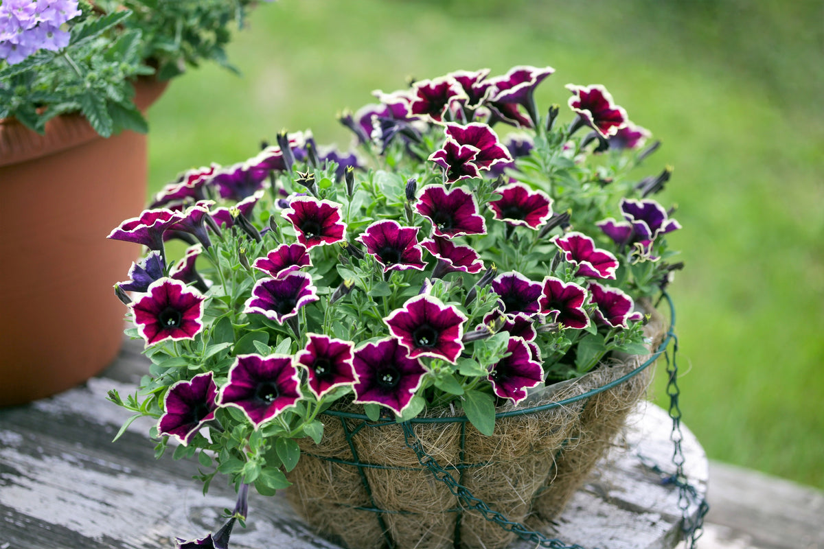 50 PICOTEE MIX PETUNIA Multiflora Mixed Colors Bicolor White Blue Purp ...