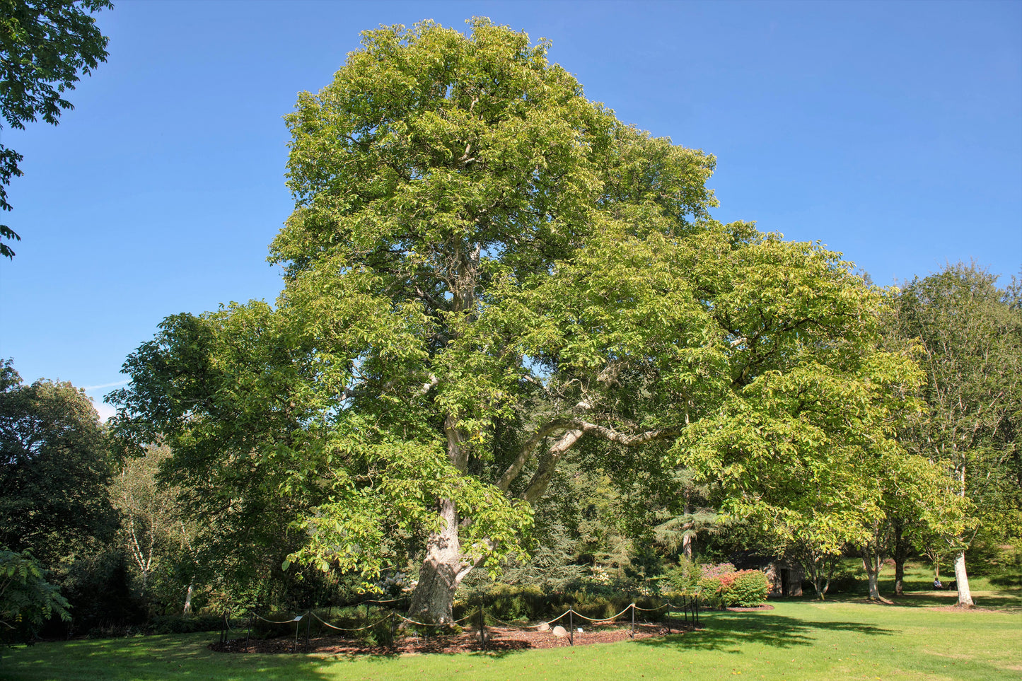 5 ENGLISH WALNUT aka Common, Hardy Carpathian, Persian Nut Fruit Tree Juglans Regia Orientis Seeds