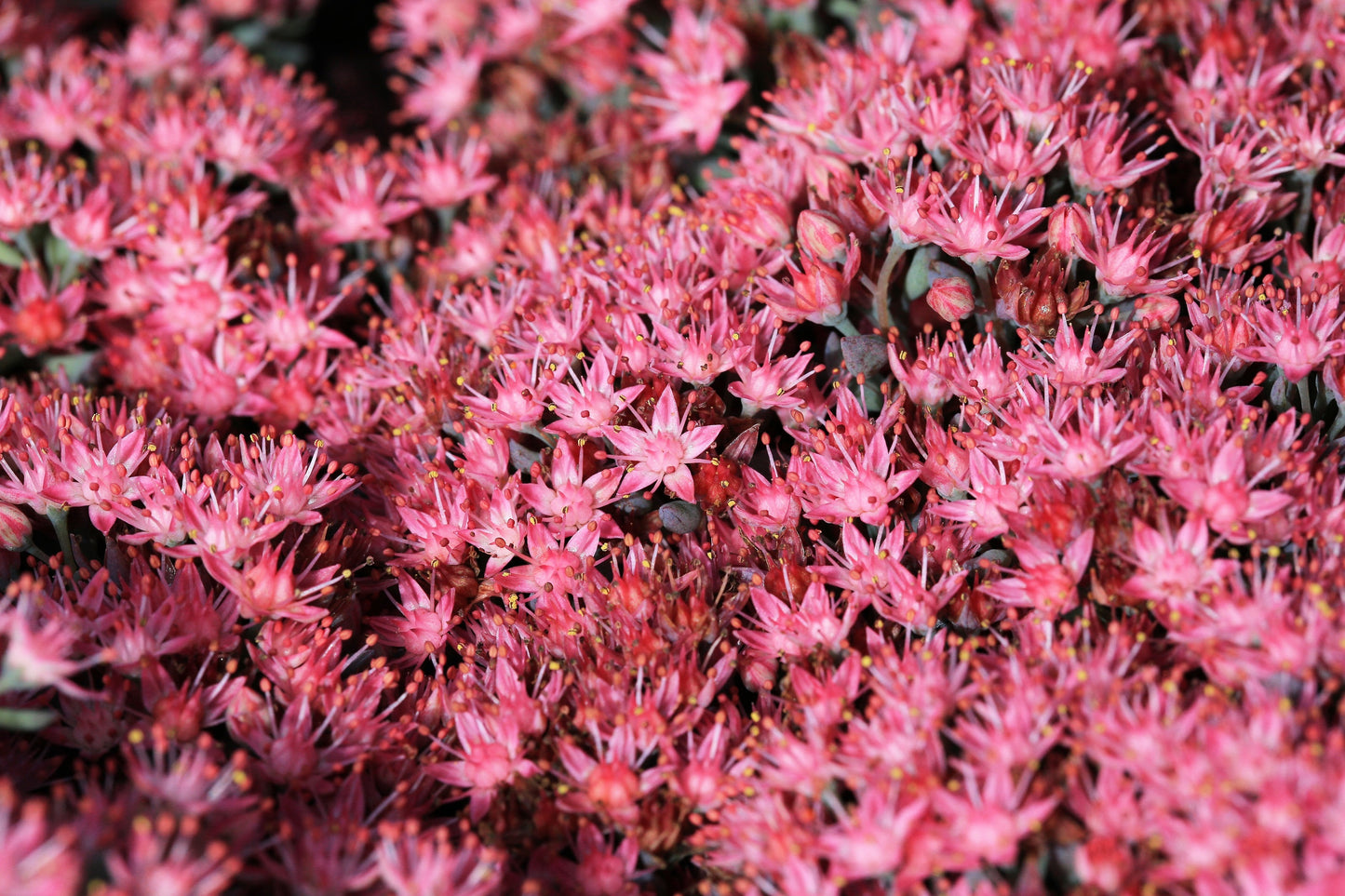 150 MIXED SEDUM Stonecrop Succulent Groundcover Red White Yellow Pink Purple Flower Seeds