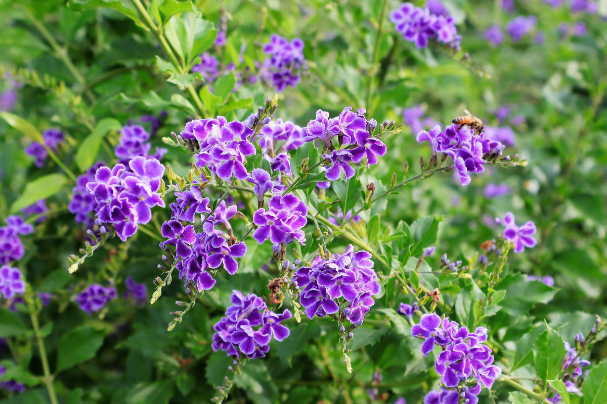 10 GOLDEN DEWDROP Duranta Erecta Repens Golden Foliage Blue Violet Pur ...
