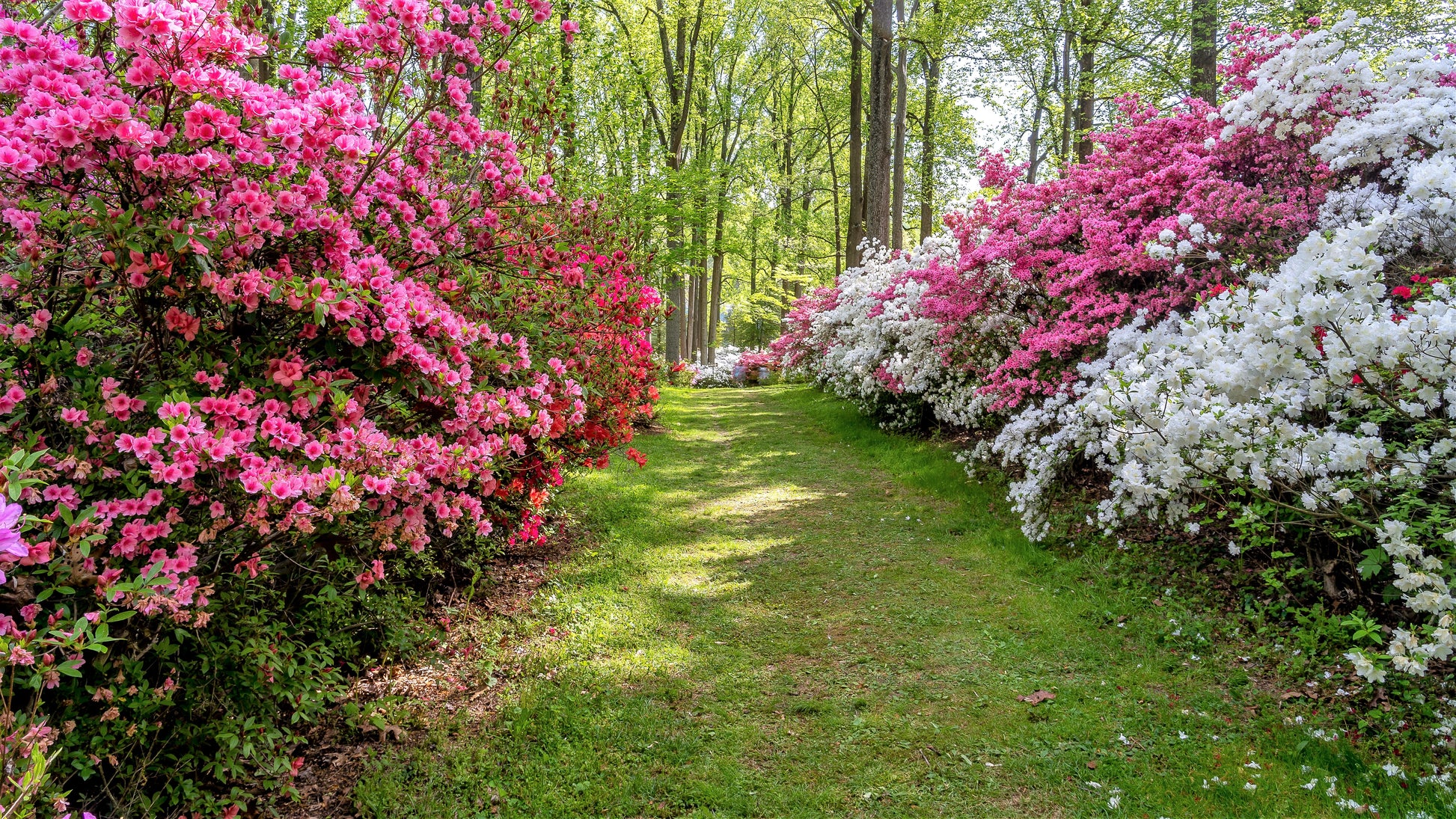 azalea flower seeds 25 MIXED COLORS AZALEA Rhododendron spp. Red, Pink, Purple, White Flower Shade Bush Shrub Seeds