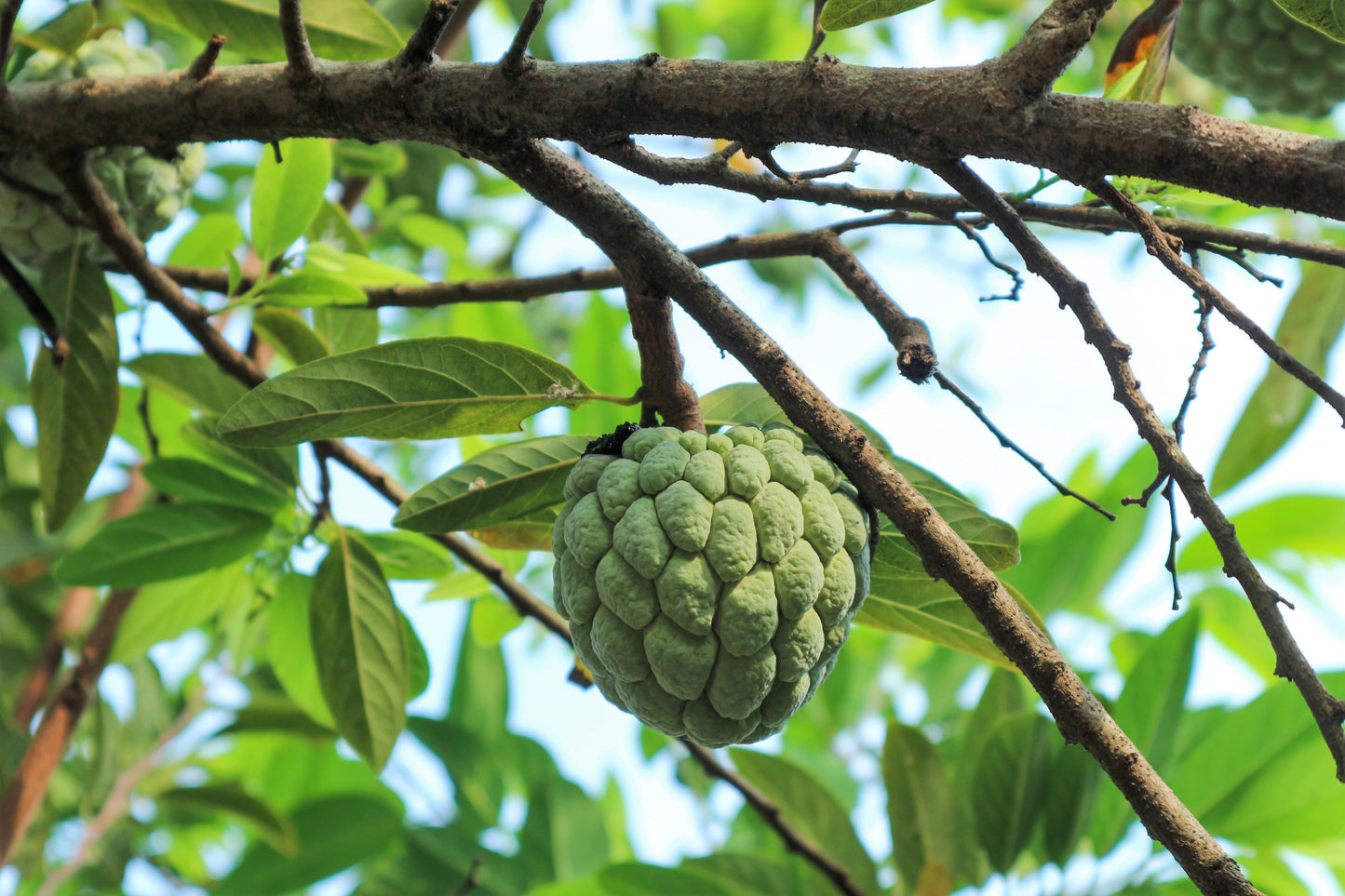 custard apple plant from seed 15 SUGAR APPLE Sweetsop Custard Apple Annona Squamosa Sweet Delicious – Seedville USA