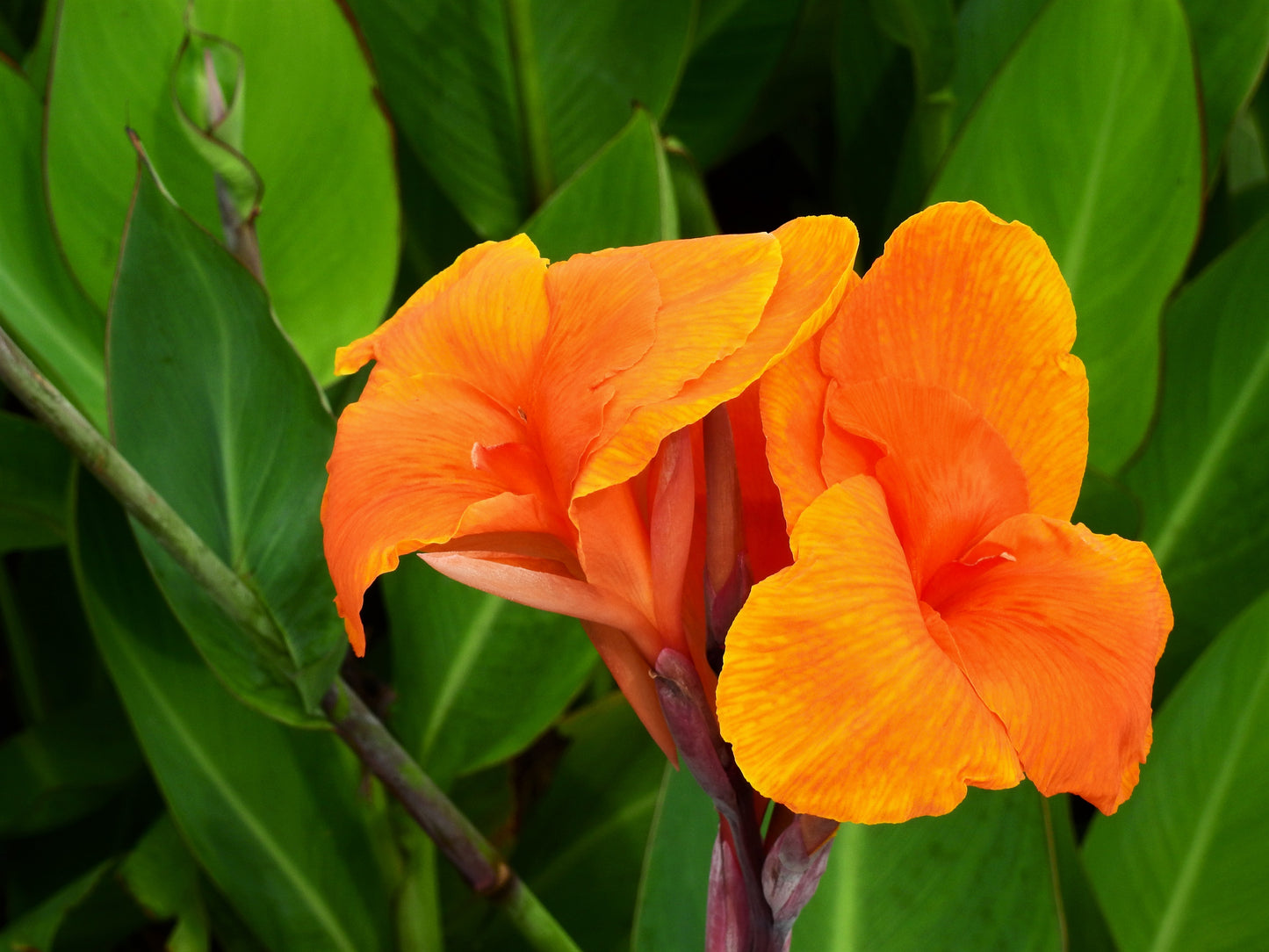 5 ORANGE CANNA LILY Indian Shot Arrowroot Canna Indica Flower Seeds