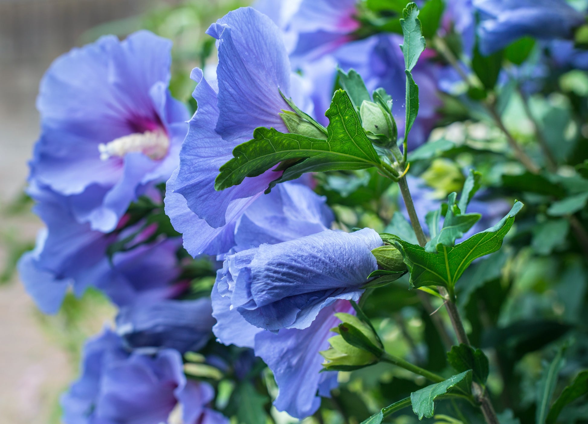 blue rose of sharon seeds 25 Purple ROSE Of SHARON HIBISCUS Syriacus Flower Tree Bush Seeds – Seedville USA