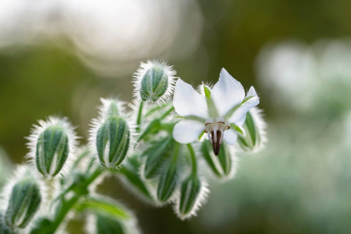 50 WHITE BORAGE Borago Officinalis Bianca Herb Flower Seeds