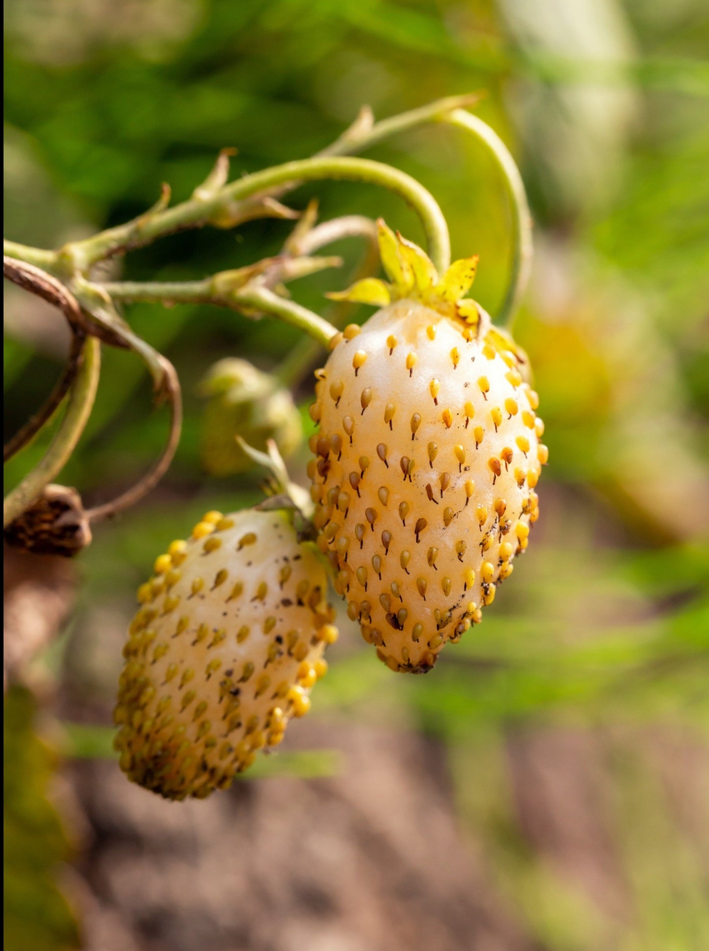 100 YELLOW WONDER STRAWBERRY Everbearing Heirloom Alpine Fragaria Vesca Yellow Berry Fruit Seeds