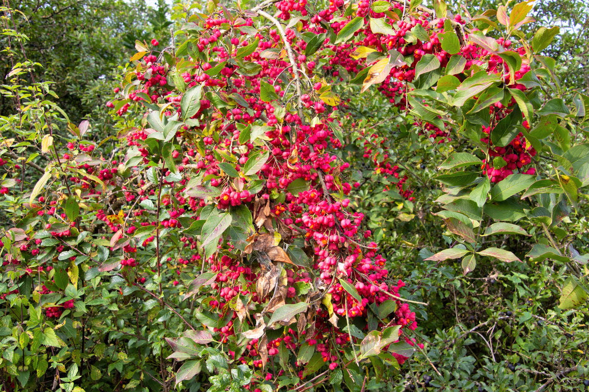 25 EUROPEAN SPINDLE TREE Euonymus Europaeus Spindletree Pink & Orange ...