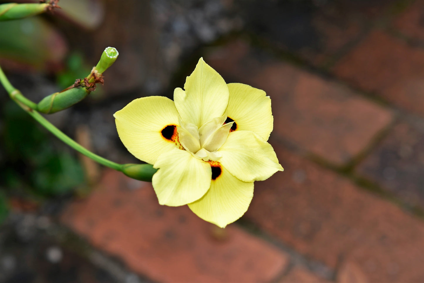 20 YELLOW AFRICAN IRIS Fortnight Lily Dietes Bicolor Butterfly Flag Spanish Peacock Iris Flower Seeds