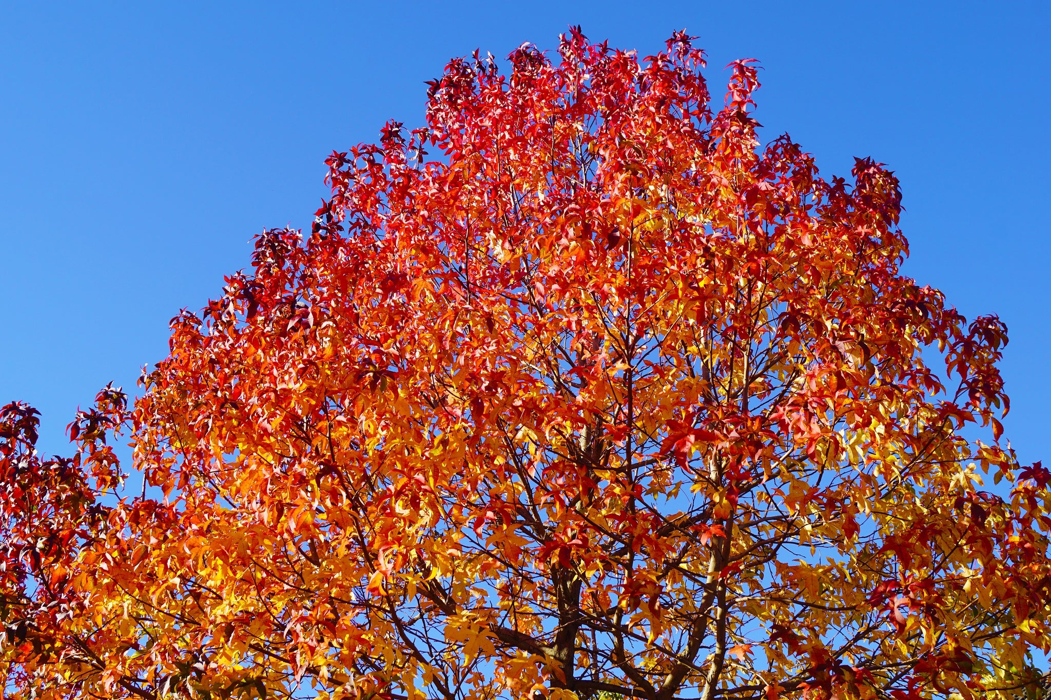 50 AMERICAN SWEETGUM Liquidambar Styraciflua Storax Alligator Sweet Gu ...