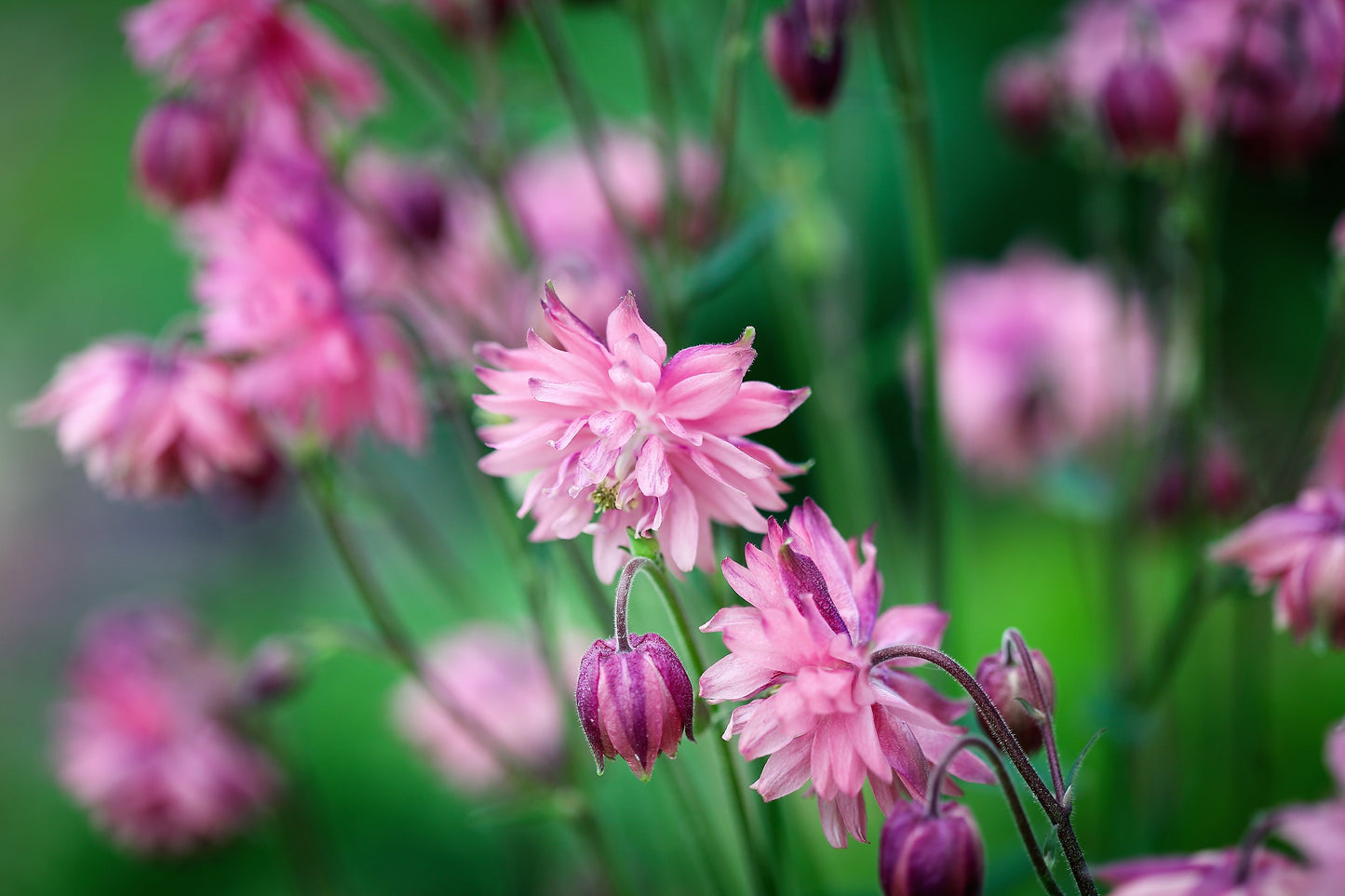 100 TALL DOUBLE COLUMBINE Aquilegia Vulgaris Mixed Colors Red, Pink, Purple, & White Flower Seeds