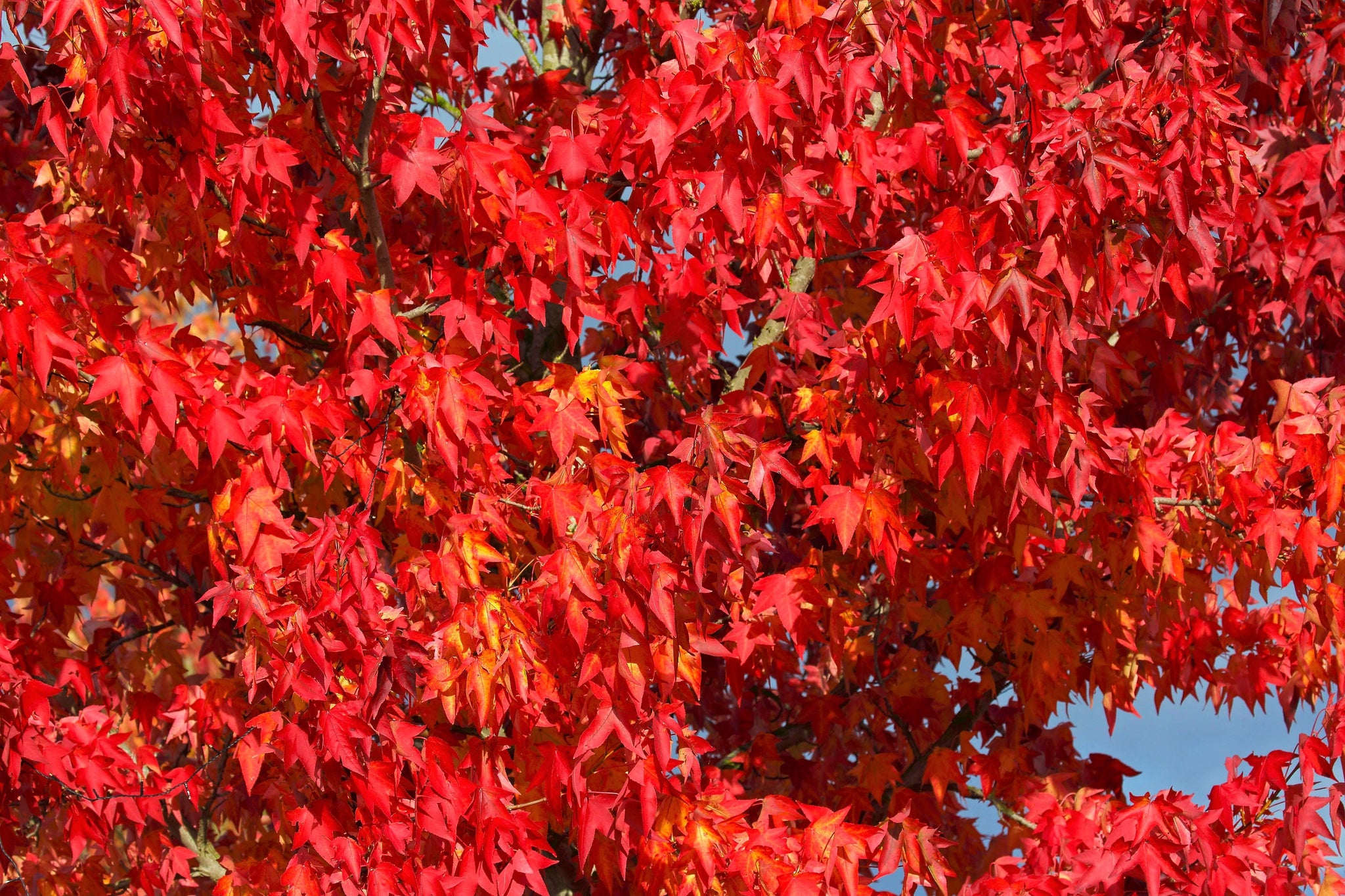 50 AMERICAN SWEETGUM Liquidambar Styraciflua Storax Alligator Sweet Gu ...