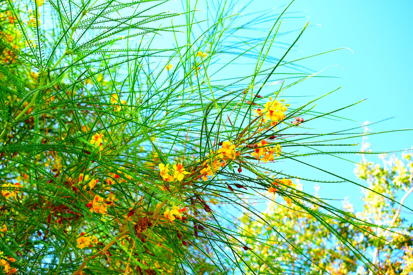 25 JERUSALEM THORN TREE Mexican Palo Verde Parkinsonia Aculeata Yellow & Red Flower Large Shrub Small Tree Legume Seeds