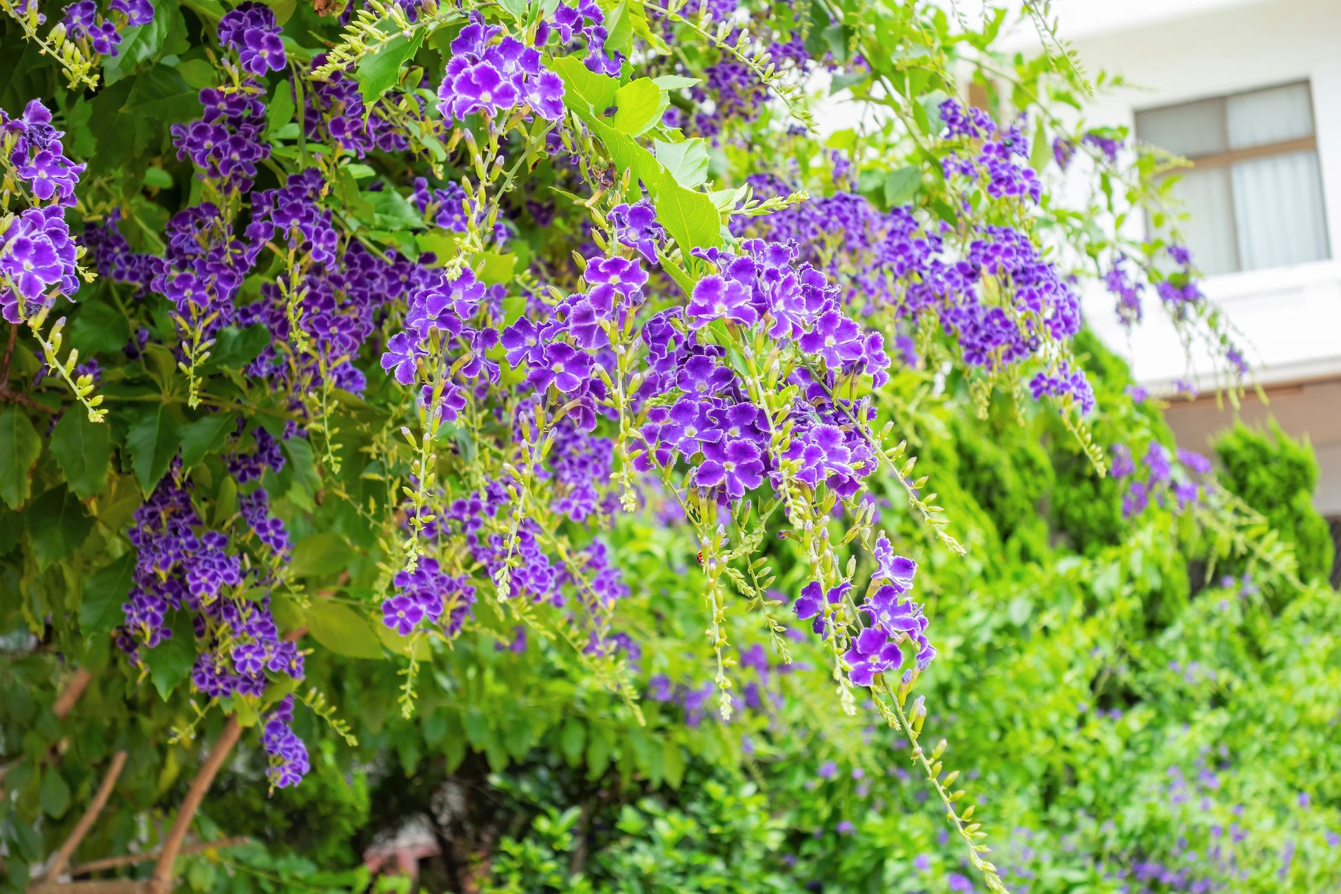 duranta plant seeds 10 GOLDEN DEWDROP Duranta Erecta Repens Golden Foliage Blue Violet Purple White Flower Orange Ornamental Berry Shrub Seeds