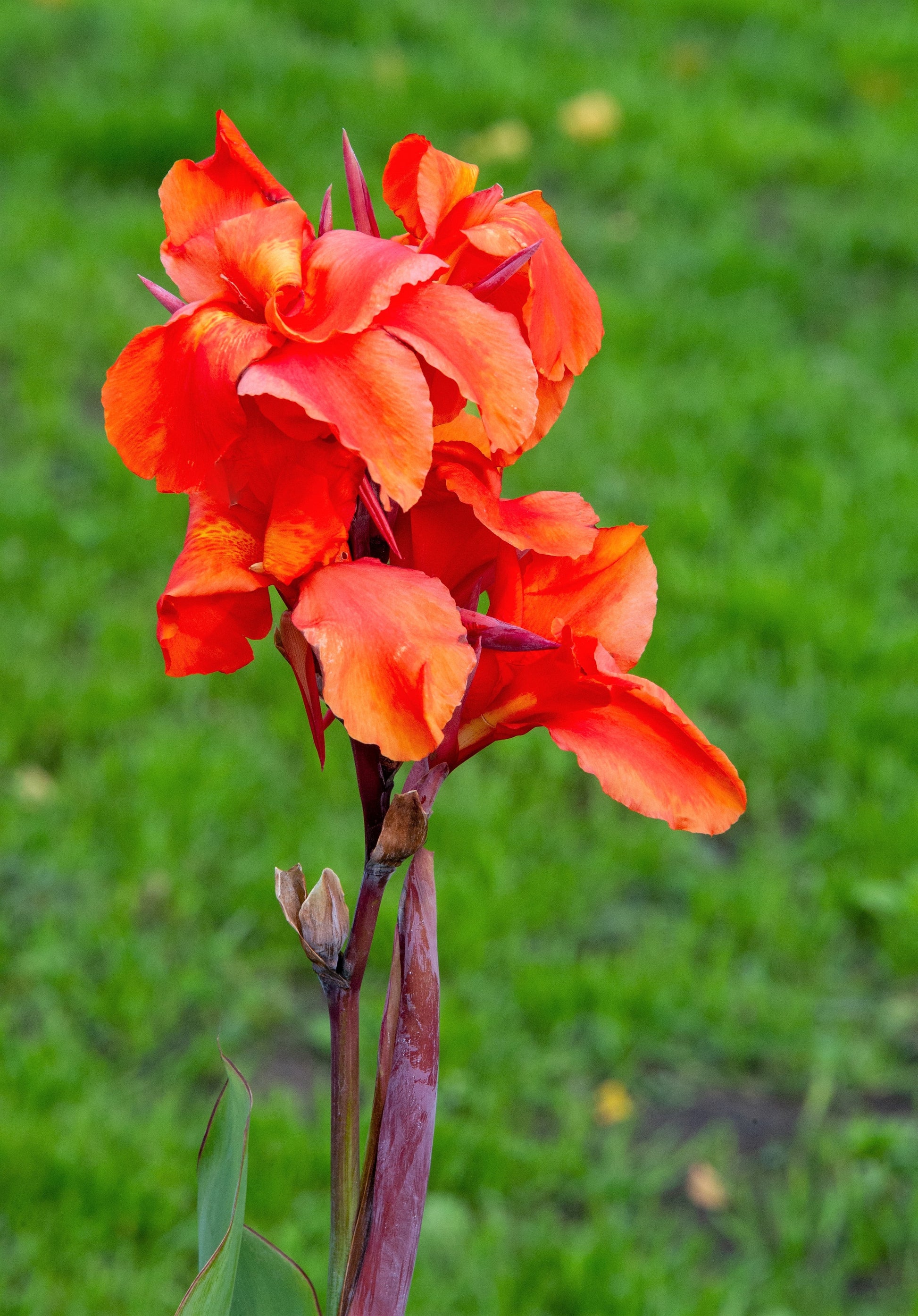 indian shot plant indoor 5 ORANGE CANNA LILY Indian Shot Arrowroot Canna Indica Flower Seeds – Seedville USA