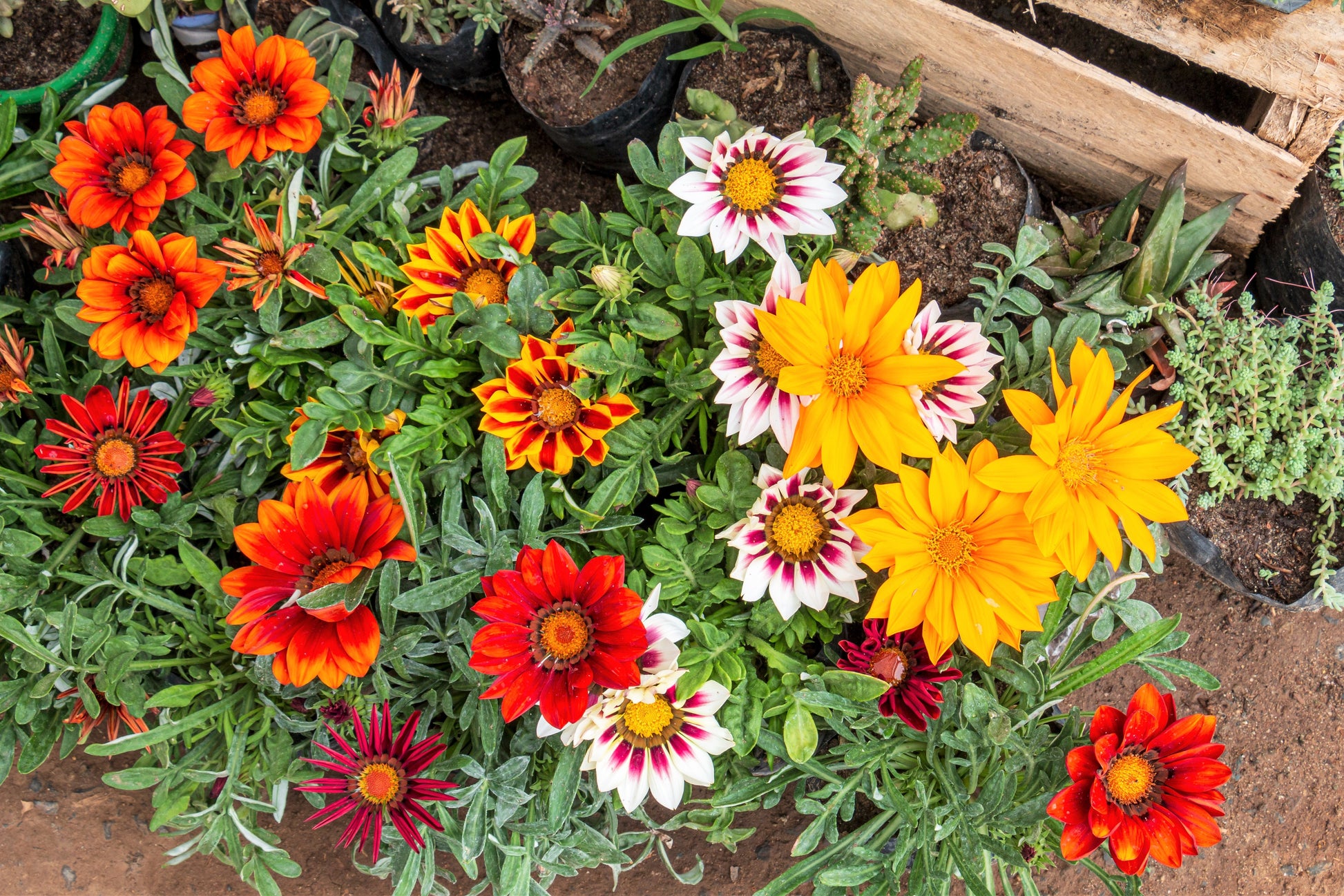 treasure flower seeds 30 Mixed Colors GAZANIA Rigens Treasure Flower Seeds