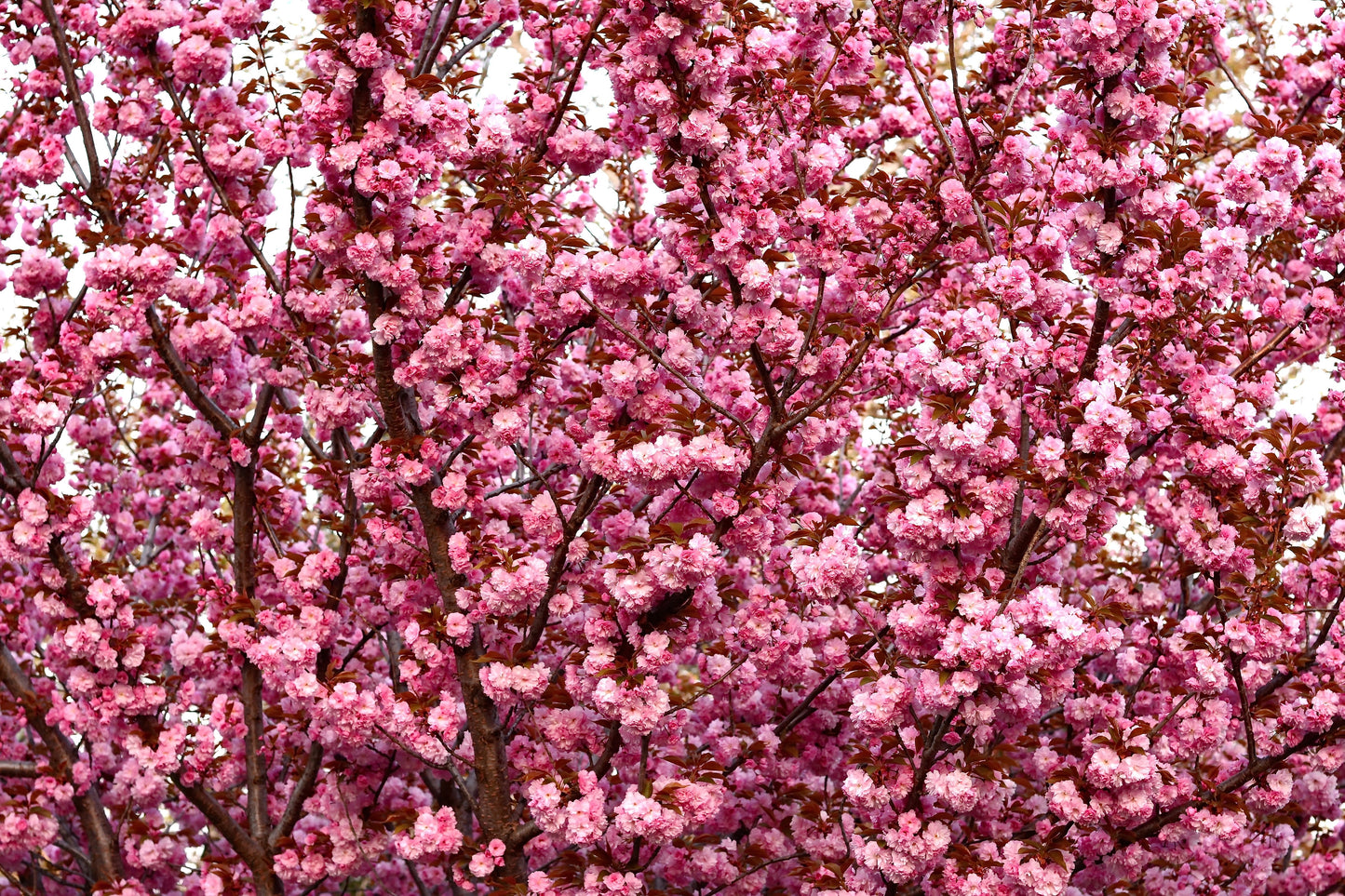 japanese flower seeds 10 JAPANESE FLOWERING CHERRY Tree Oriental Prunus Serrulata Flower See – Seedville USA