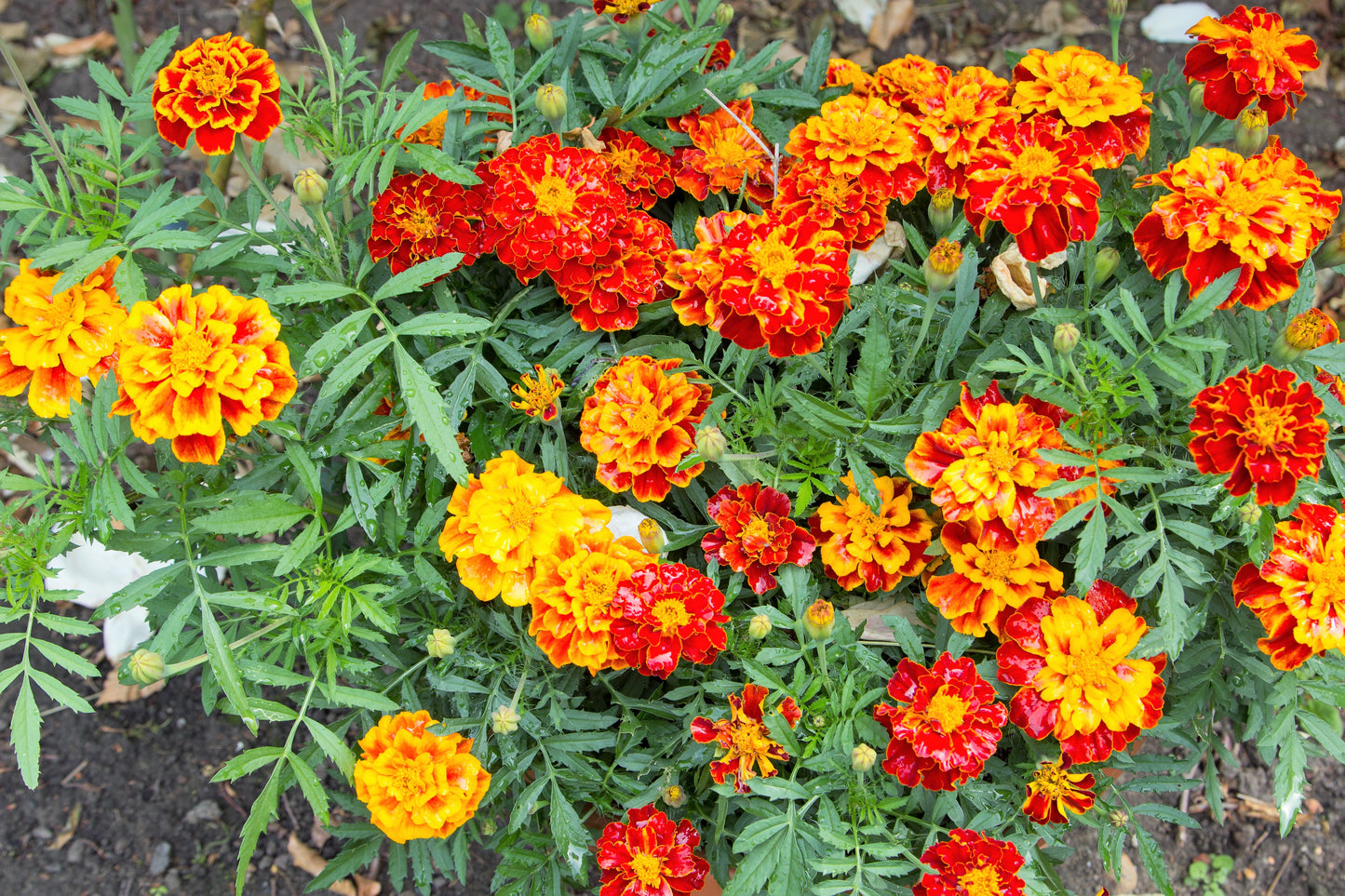 400 FRENCH MARIGOLD SPARKY Mixed Colors Tagetes Patula Orange Yellow Red Flower Seeds