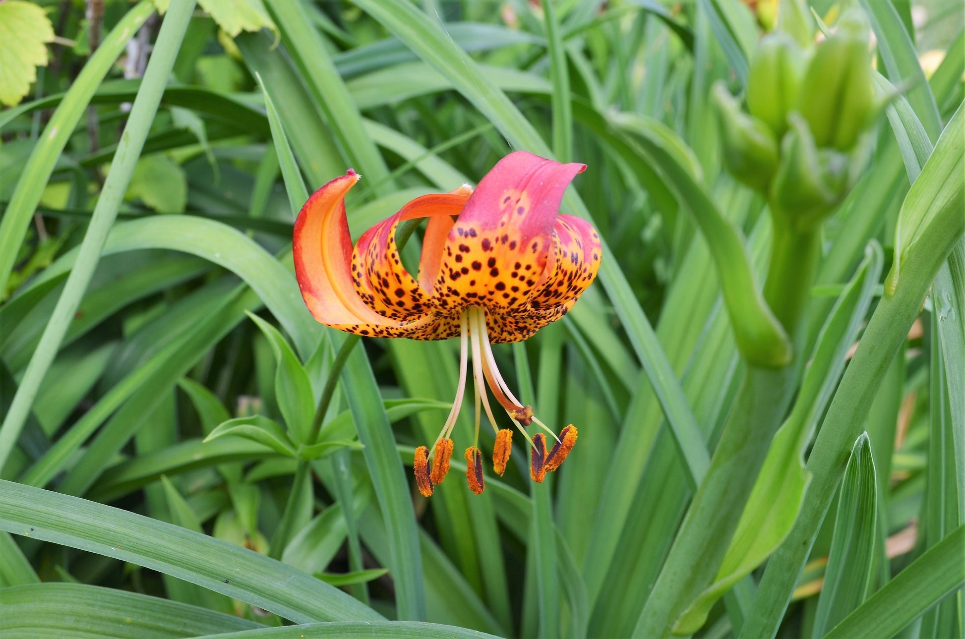 tiger lily dancewear 10 LEOPARD LILY California Tiger Lily Panther Lilium Pardalinum Yellow – Seedville USA