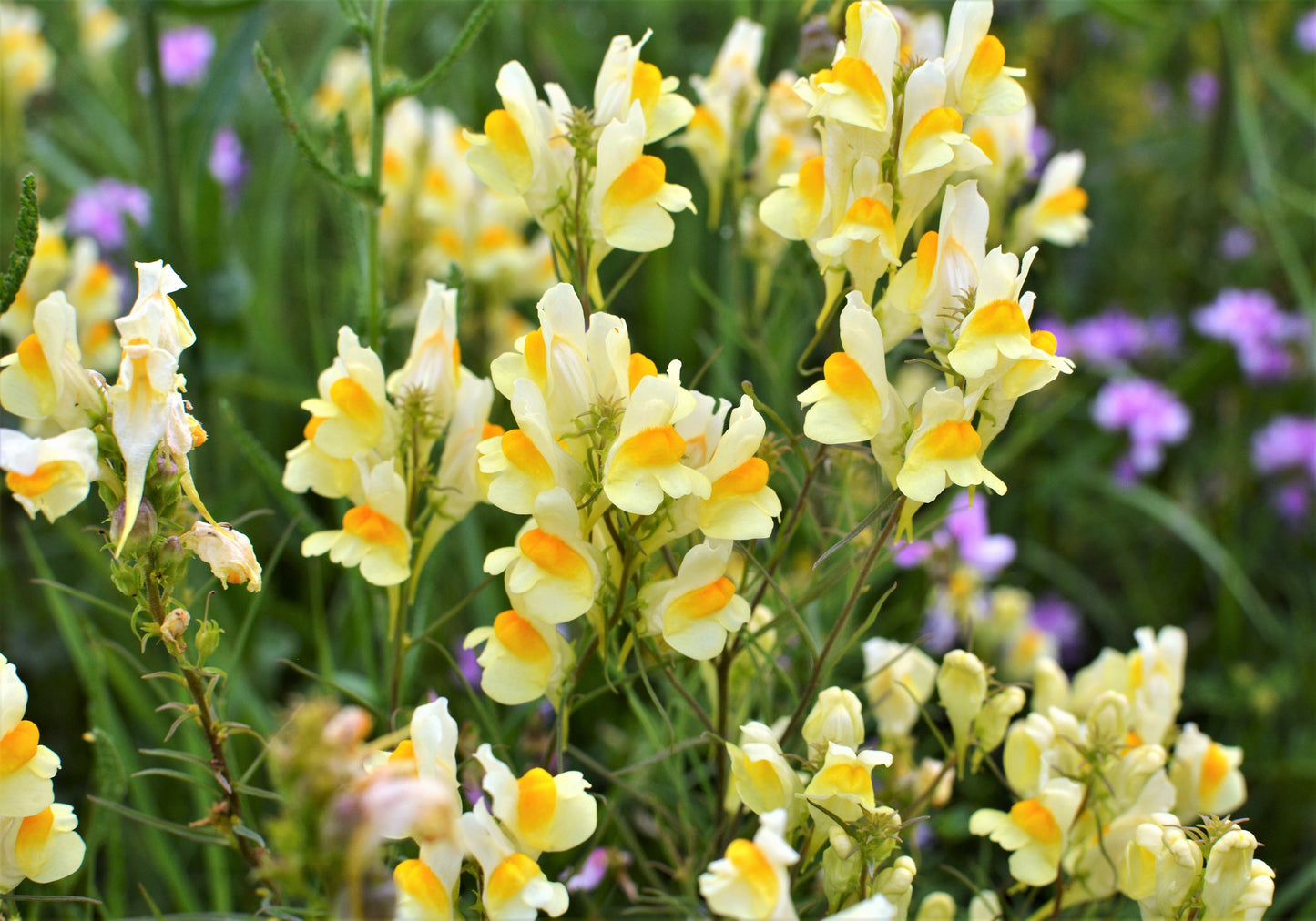 500 BUTTER & EGGS TOADFLAX Linaria Vulgaris Wild Snapdragon Bicolor Yellow Flower Seeds