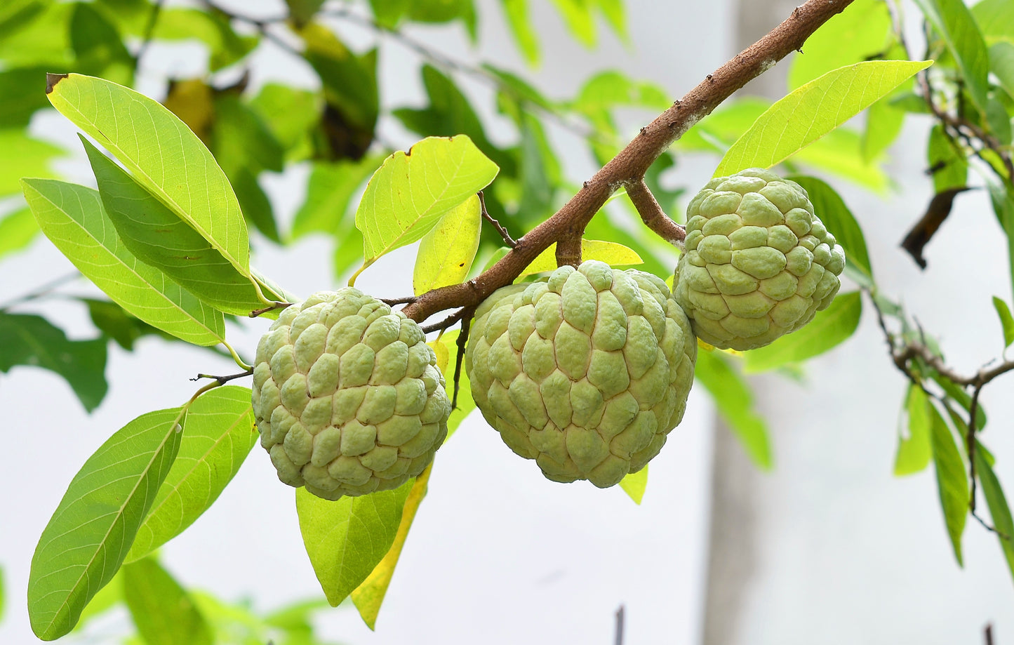 15 SUGAR APPLE Sweetsop Custard Apple Annona Squamosa Sweet Delicious Edible Fruit Tree Seeds