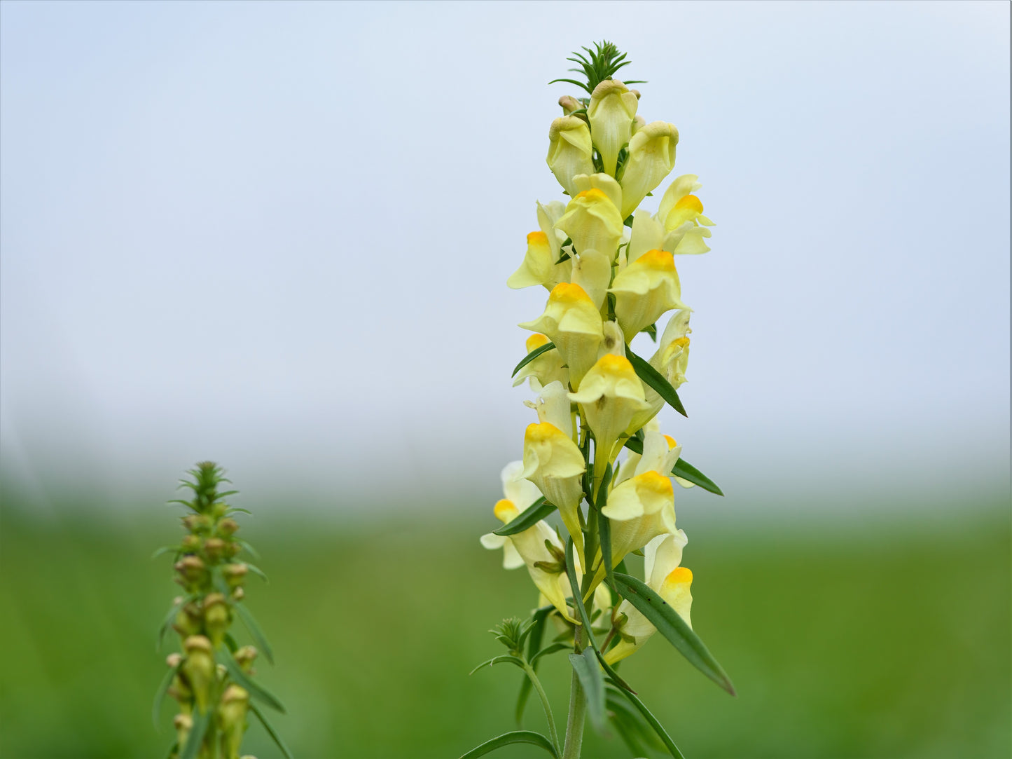 butter and eggs flower seeds 500 BUTTER & EGGS TOADFLAX Linaria Vulgaris Wild Snapdragon Bicolor Yellow Flower Seeds